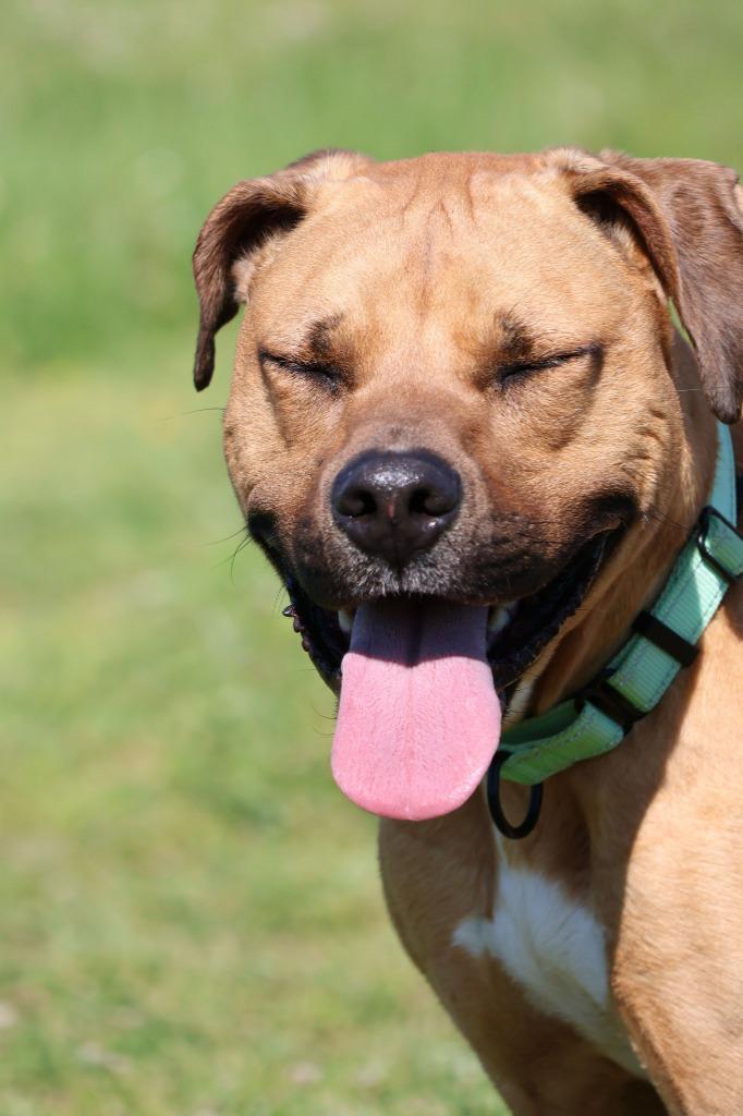 Enlarge Scooby Andrew Doo, a Adoptable mixed breed in Columbia, TN image 6/6