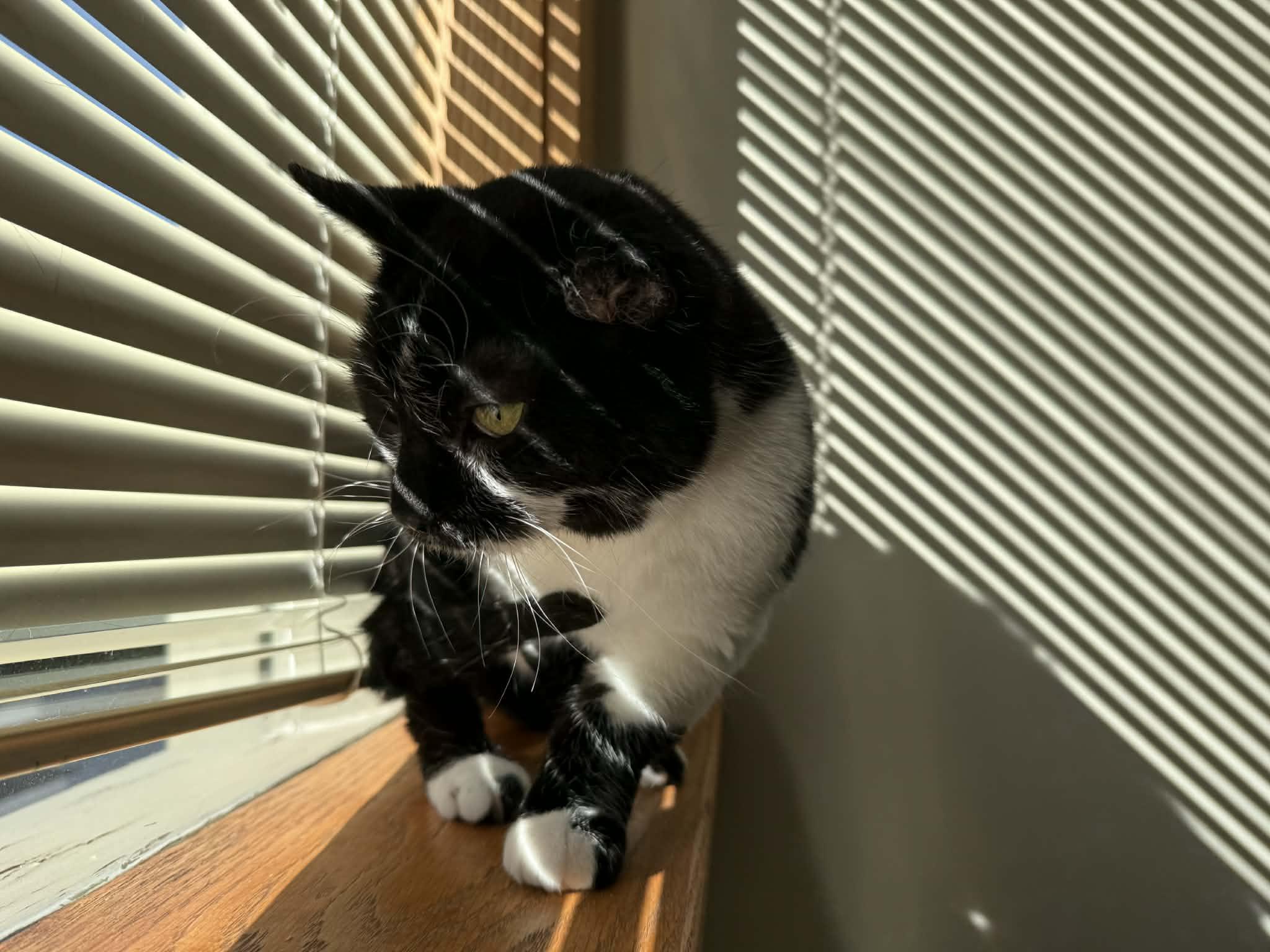 Enlarge Vinnie Van Gogh , a ADOPTABLE Domestic Short Hair in West Lafayette, IN image 3/4