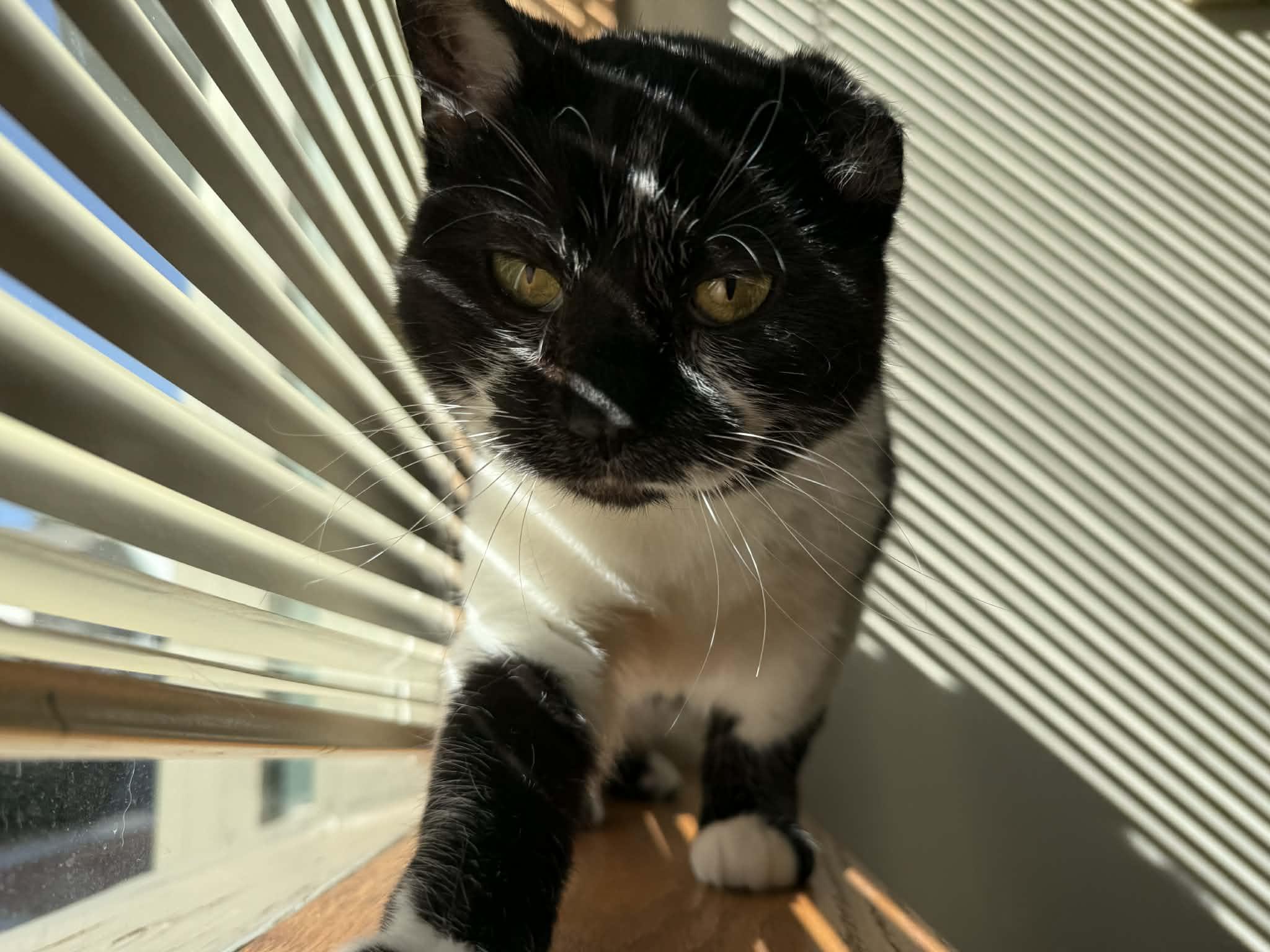 Enlarge Vinnie Van Gogh , a ADOPTABLE Domestic Short Hair in West Lafayette, IN image 2/4