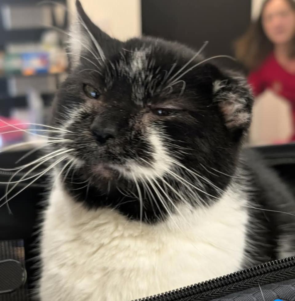 Vinnie Van Gogh , ADOPTABLE, Adult Female Domestic Short Hair.