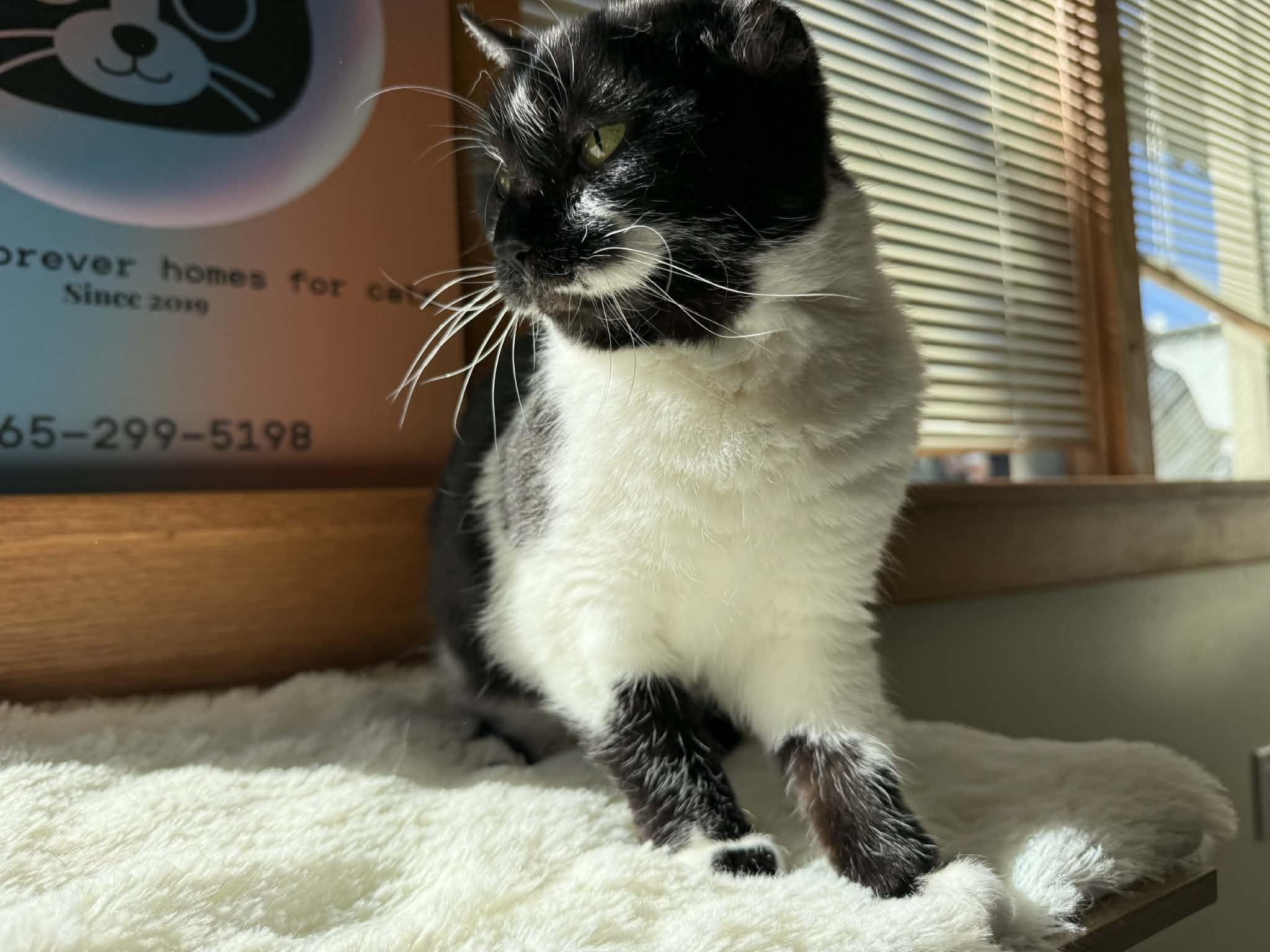 Enlarge Vinnie Van Gogh , a ADOPTABLE Domestic Short Hair in West Lafayette, IN image 4/4