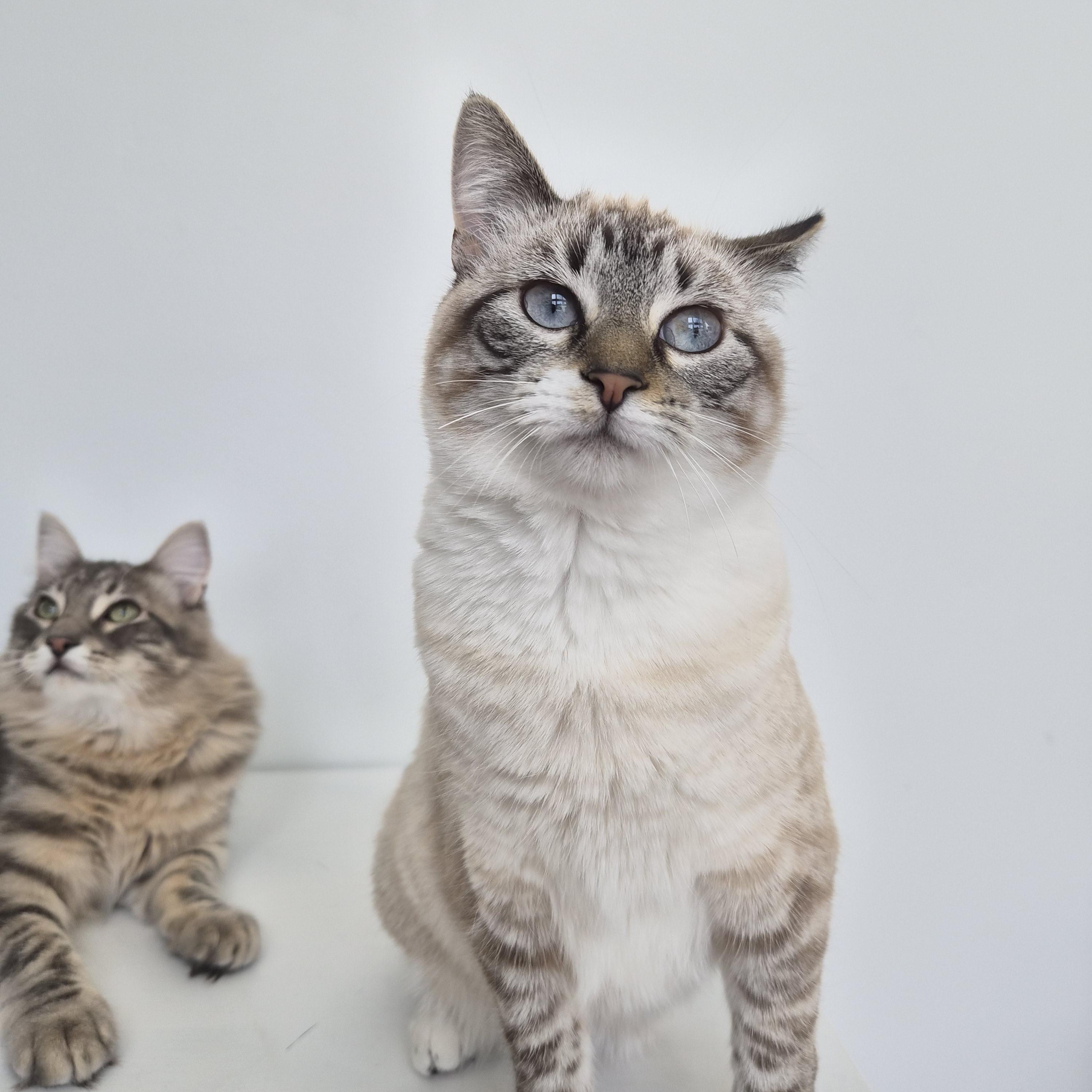 Enlarge Niall and Truffle, a Adoptable Domestic Short Hair in Midvale, UT image 6/6