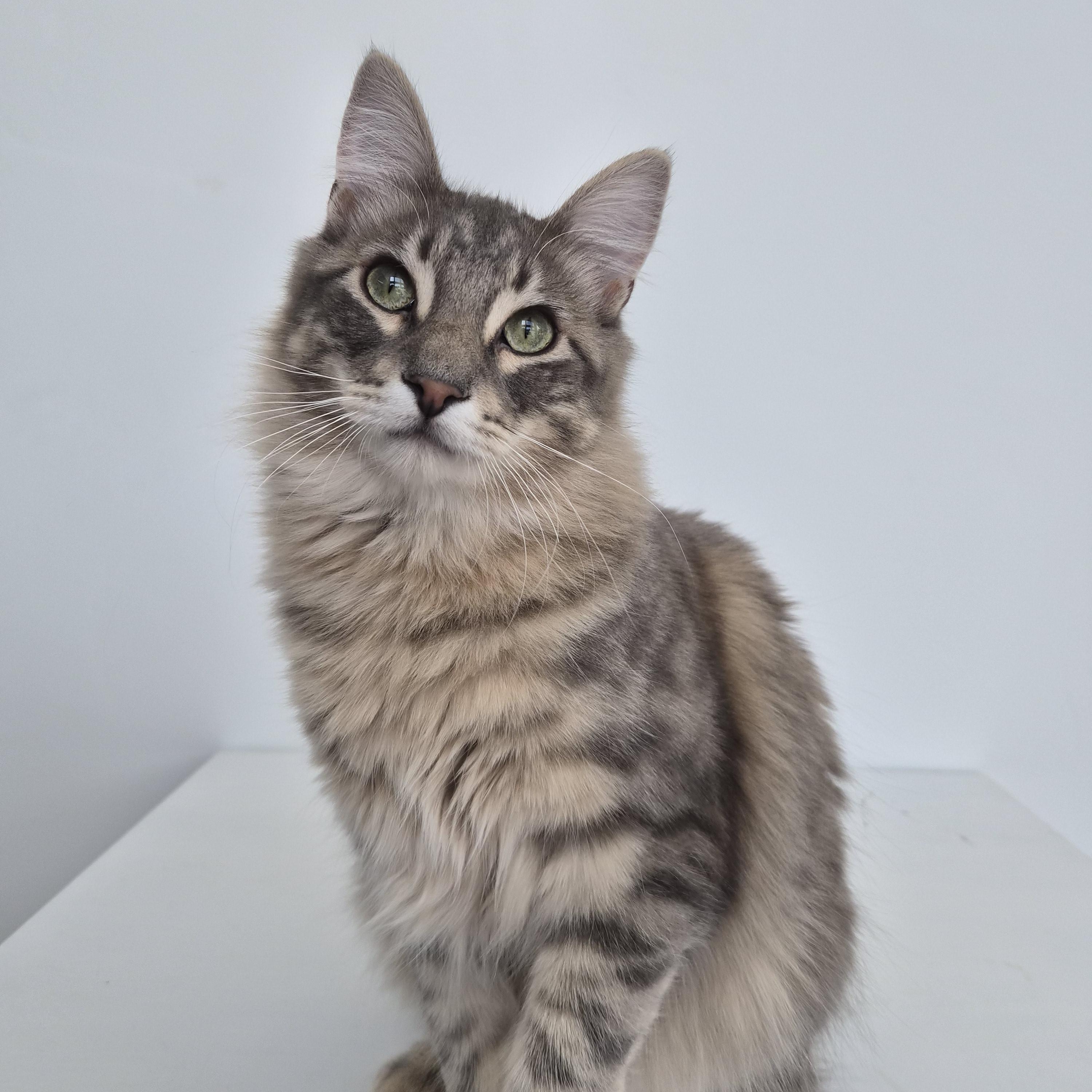 Enlarge Niall and Truffle, a Adoptable Domestic Short Hair in Midvale, UT image 2/6