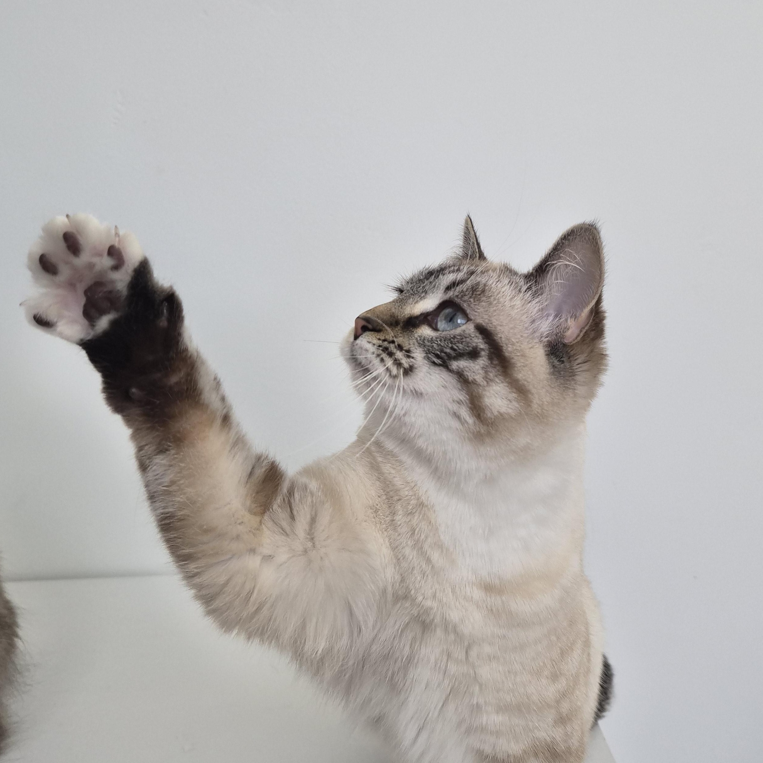 Enlarge Niall and Truffle, a Adoptable Domestic Short Hair in Midvale, UT image 5/6