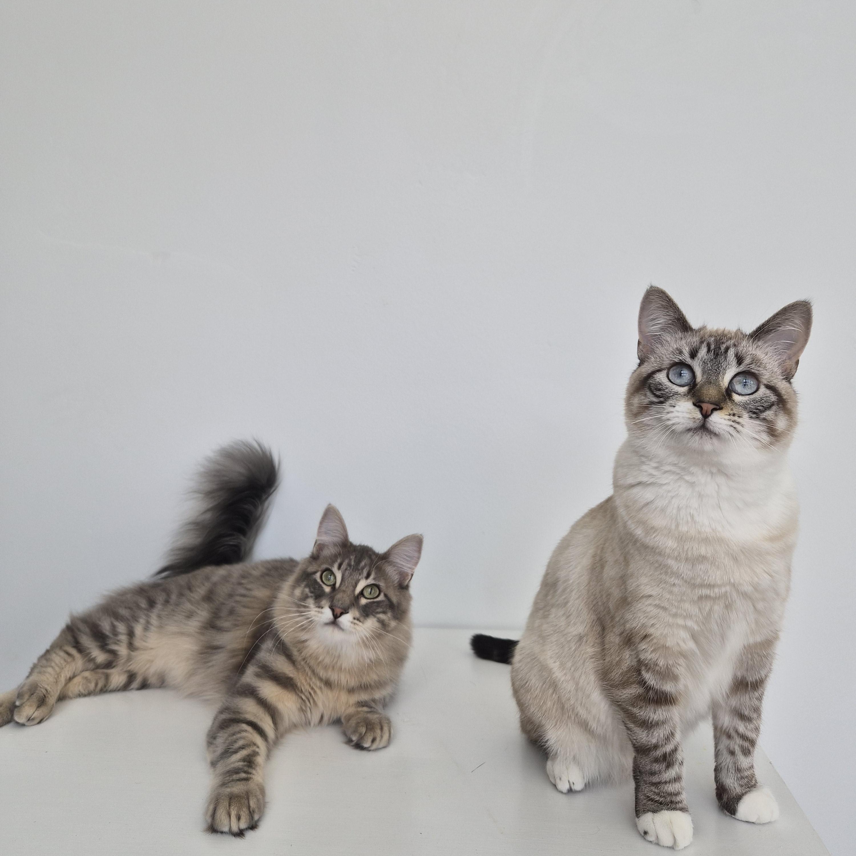 Enlarge Niall and Truffle, a Adoptable Domestic Short Hair in Midvale, UT image 1/6