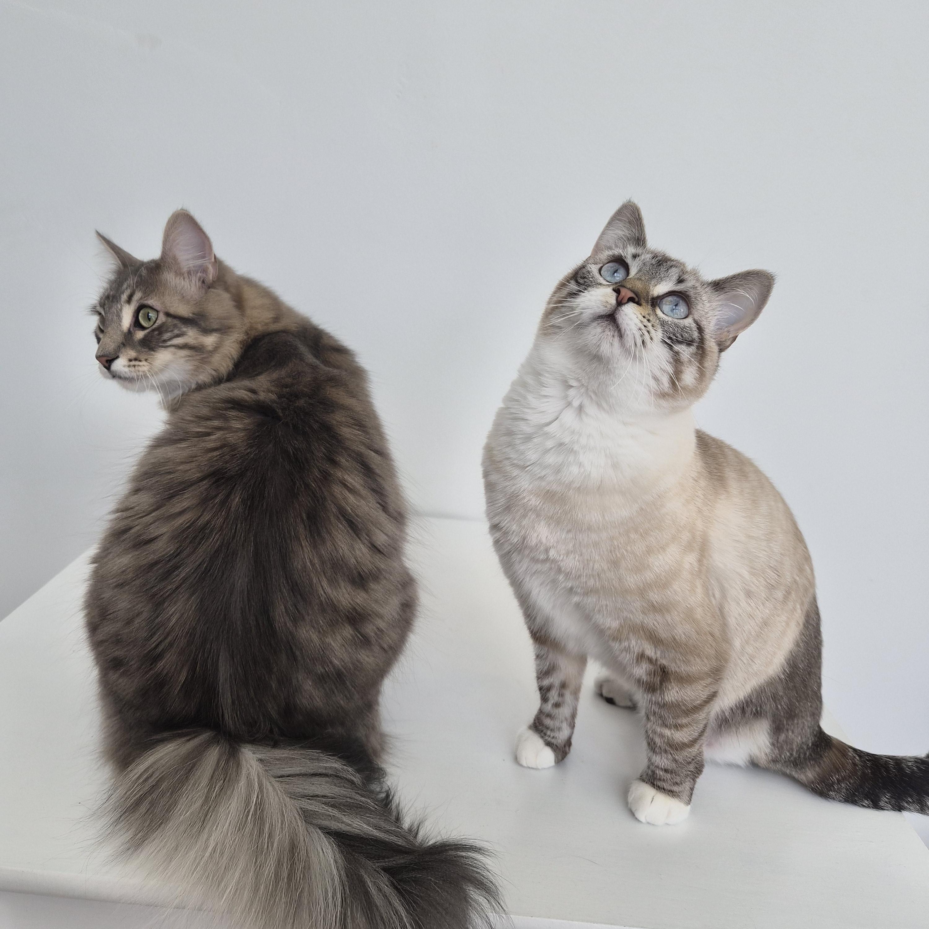 Enlarge Niall and Truffle, a Adoptable Domestic Short Hair in Midvale, UT image 3/6