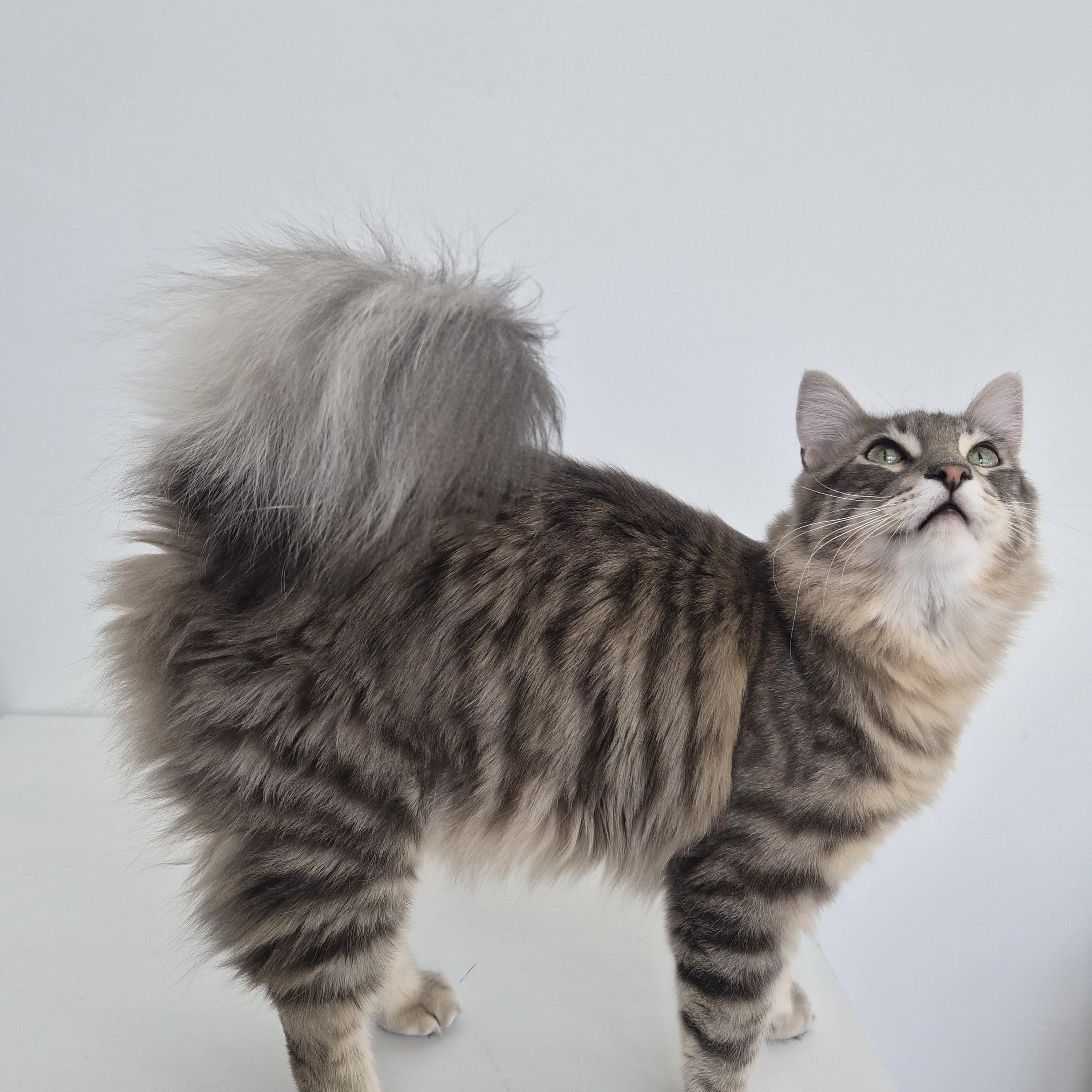 Enlarge Niall and Truffle, a Adoptable Domestic Short Hair in Midvale, UT image 4/6