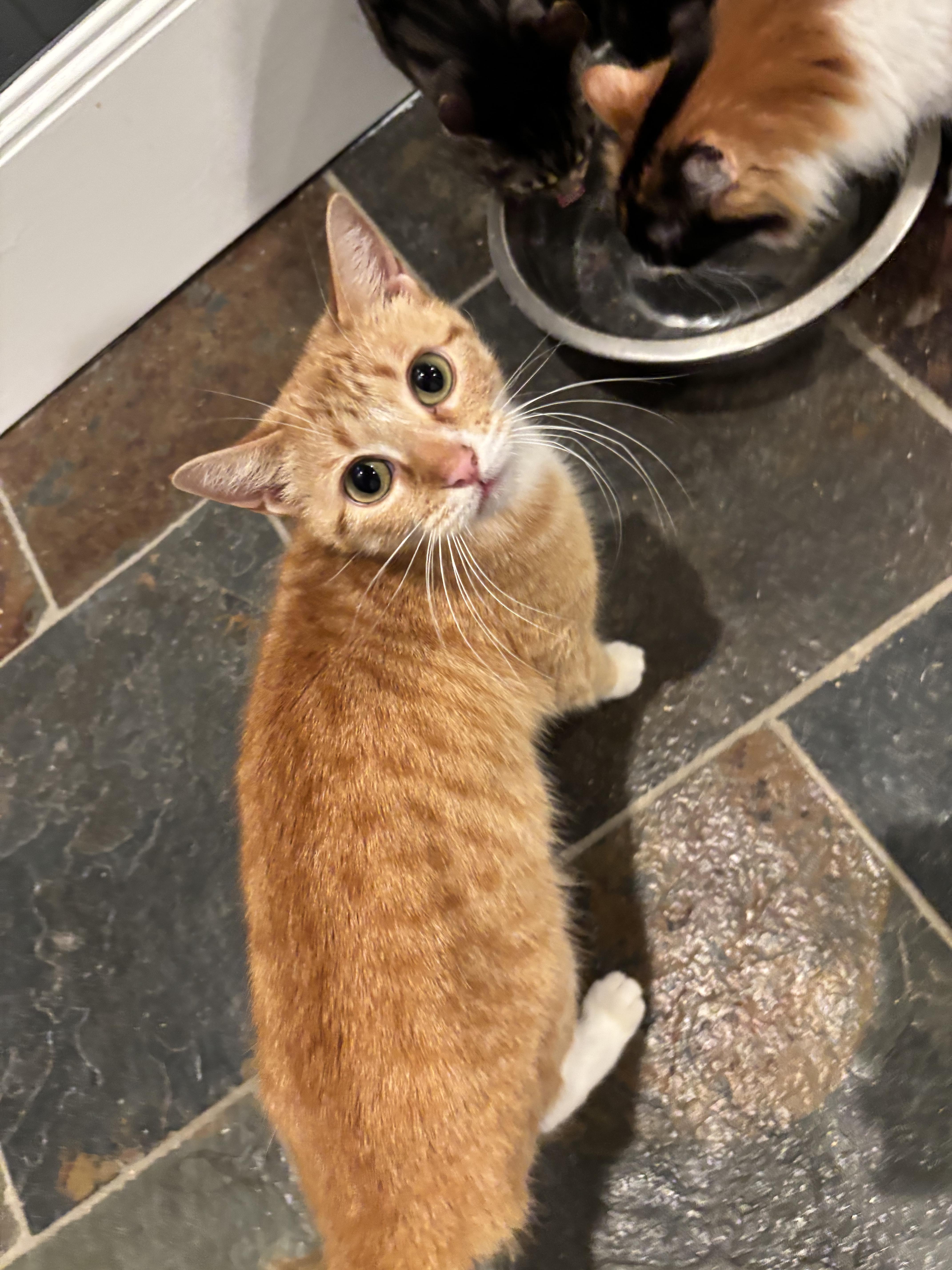 Enlarge Phalba, a ADOPTABLE American Shorthair in Athens, TX image 5/5