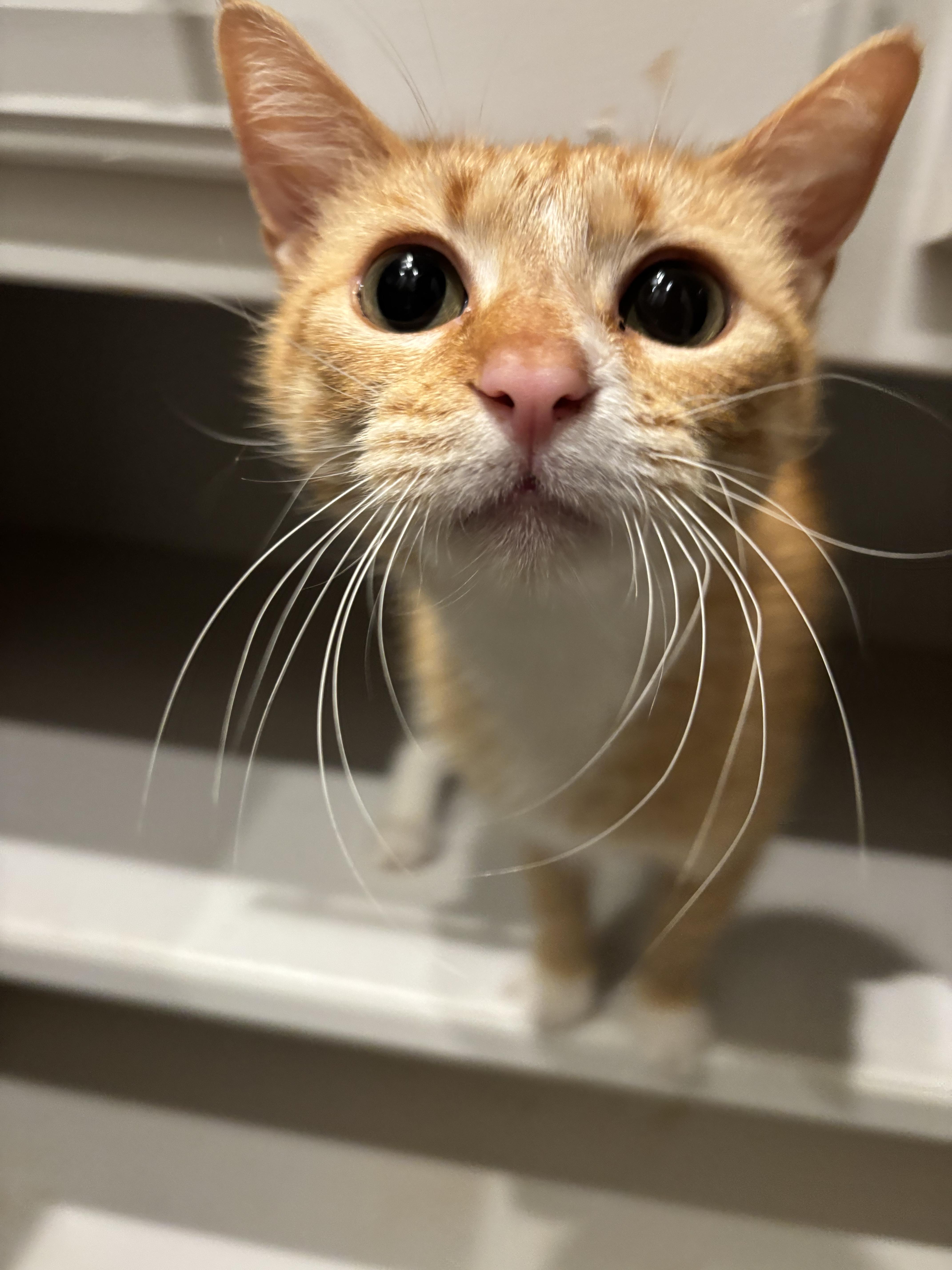 Enlarge Phalba, a ADOPTABLE American Shorthair in Athens, TX image 2/5