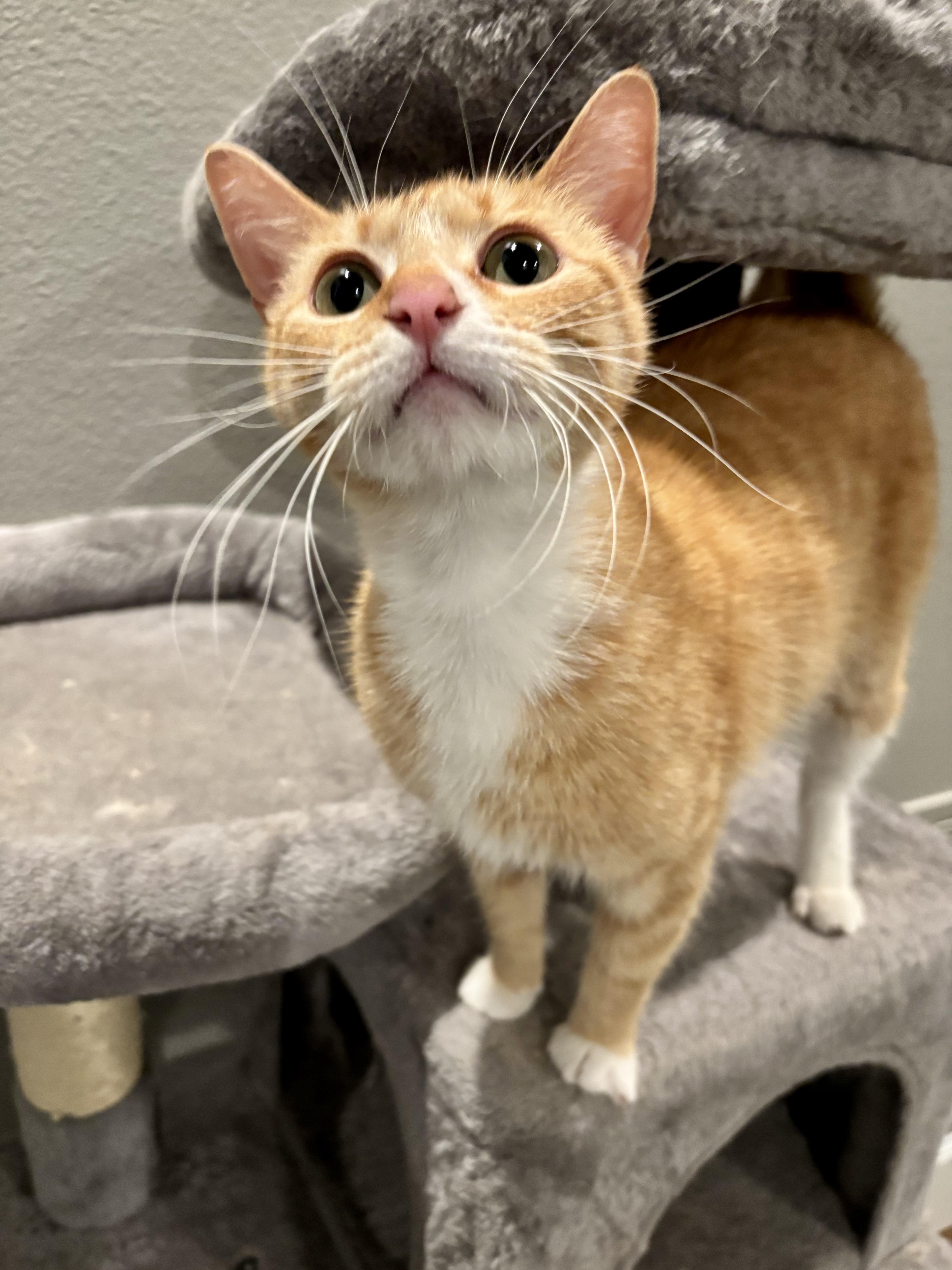 Enlarge Phalba, a ADOPTABLE American Shorthair in Athens, TX image 4/5