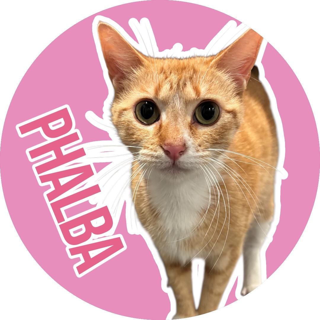 Enlarge Phalba, a ADOPTABLE American Shorthair in Athens, TX image 1/5