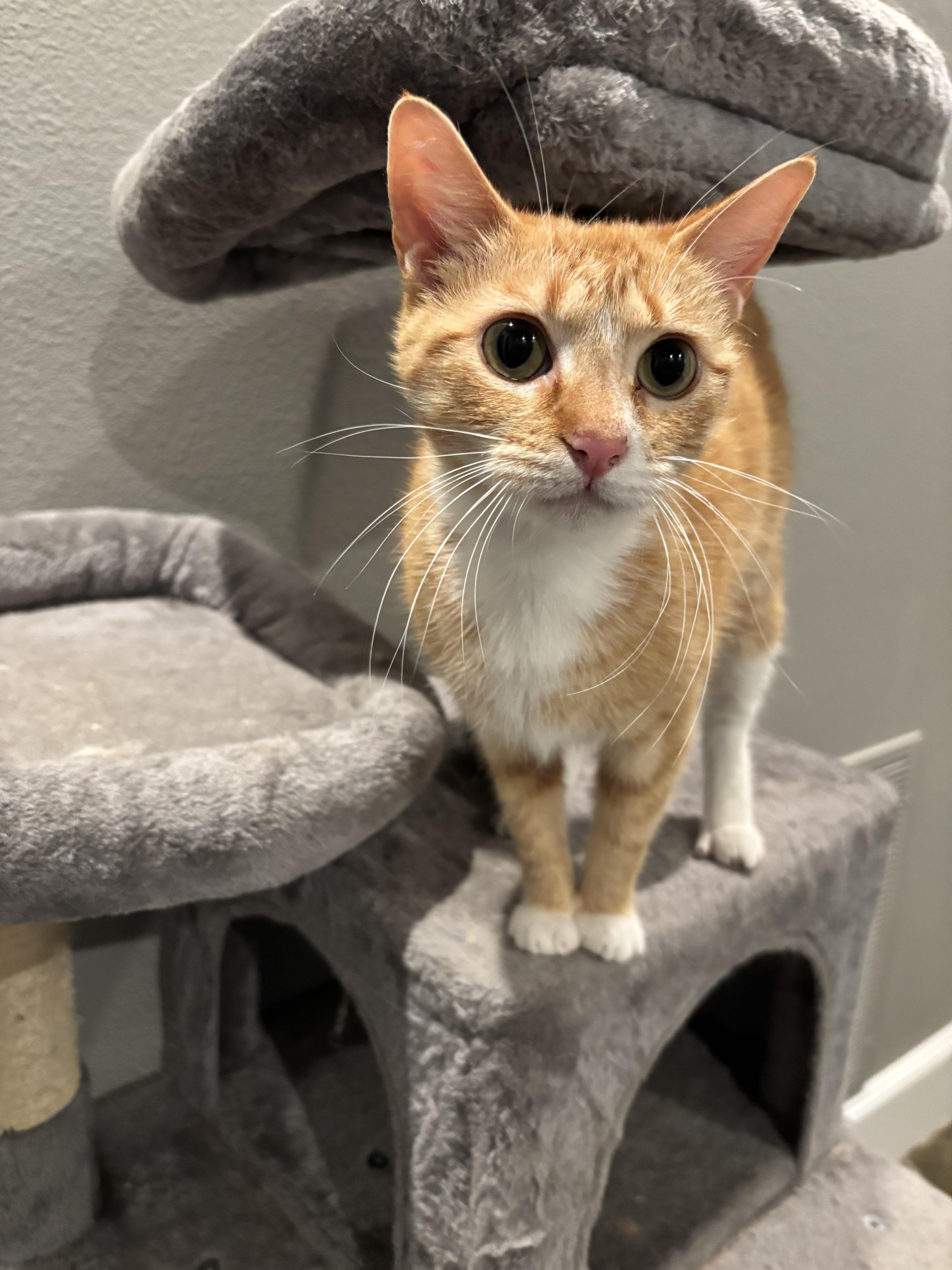 Enlarge Phalba, a ADOPTABLE American Shorthair in Athens, TX image 3/5