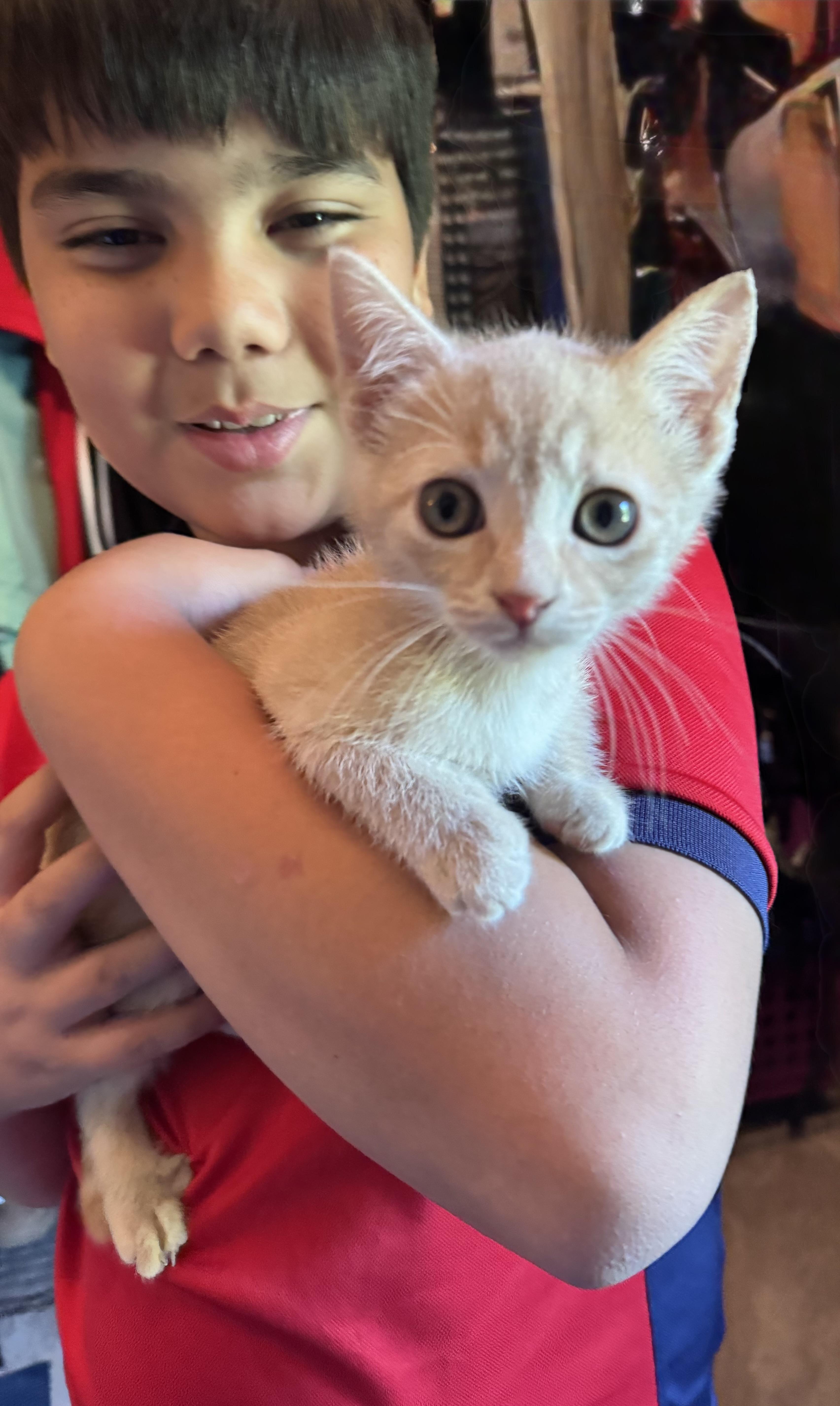 Kinger, adopted, Kitten Male American Shorthair.