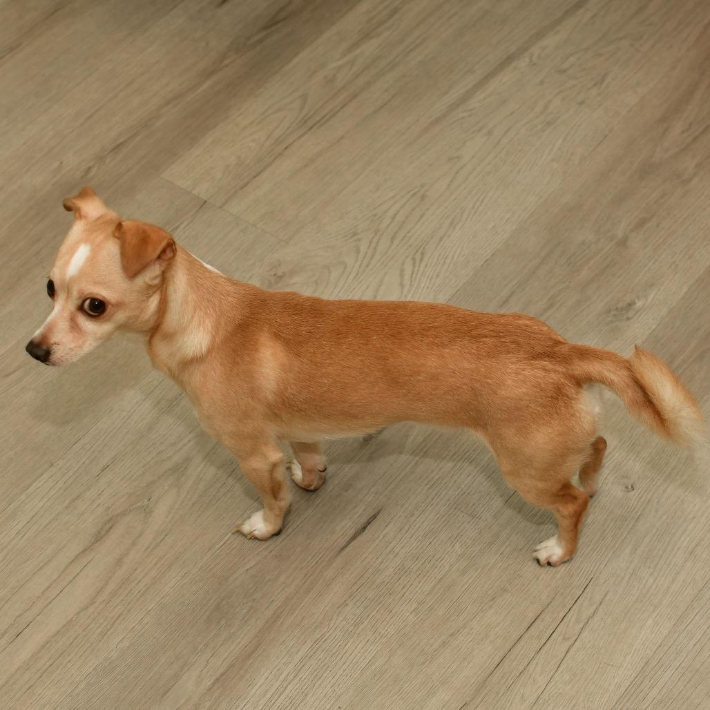Enlarge Mickey, a Adoptable Chihuahua in Ottawa, KS image 1/2