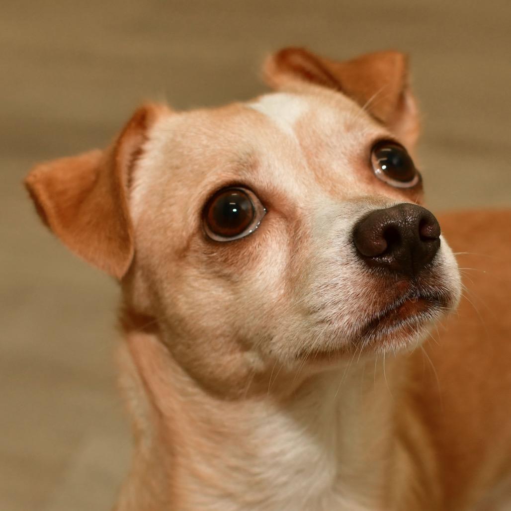 Enlarge Mickey, a Adoptable Chihuahua in Ottawa, KS image 2/2