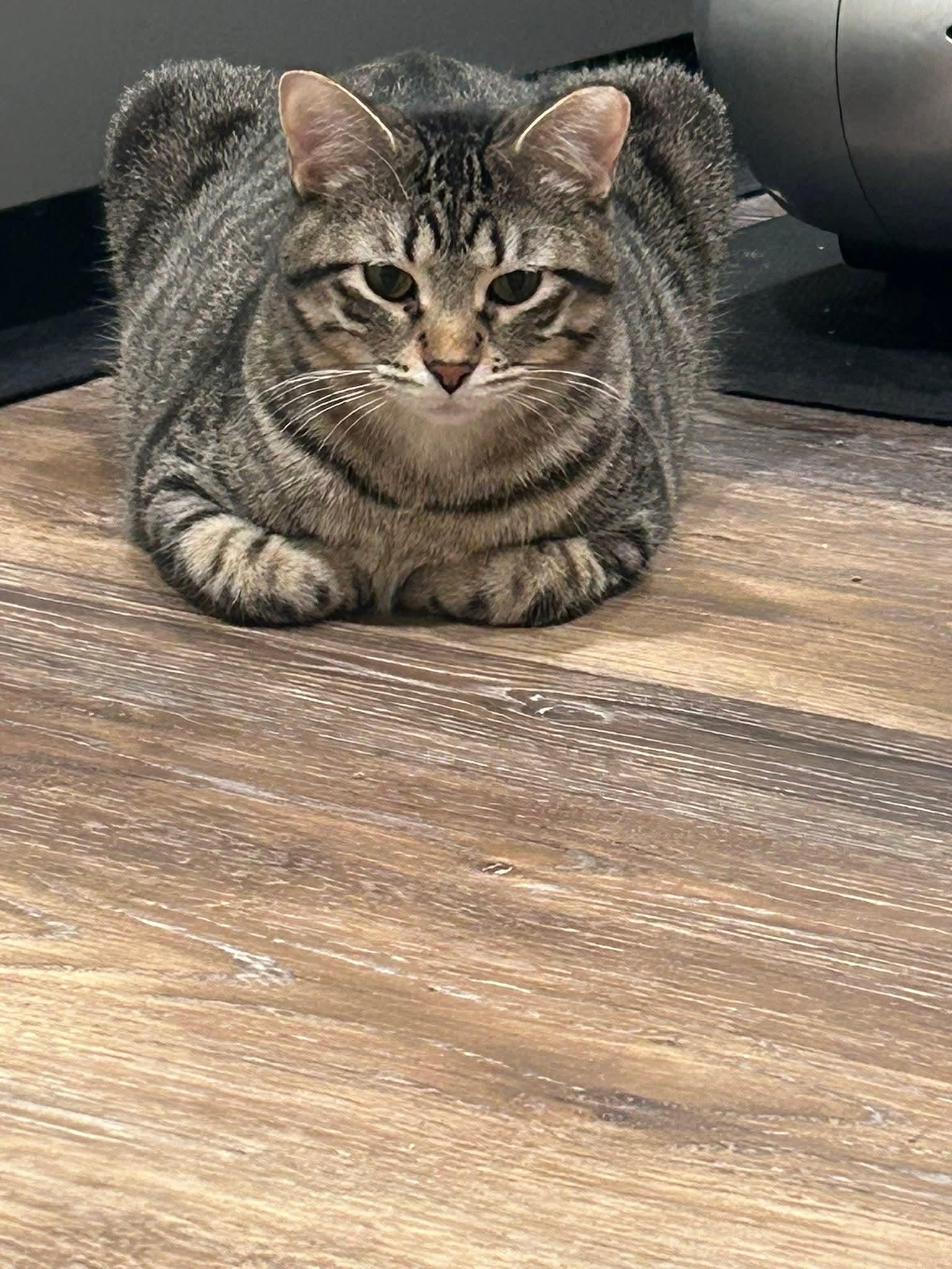 Enlarge Chandler, a ADOPTABLE Domestic Short Hair in Blue Springs, MO image 4/6