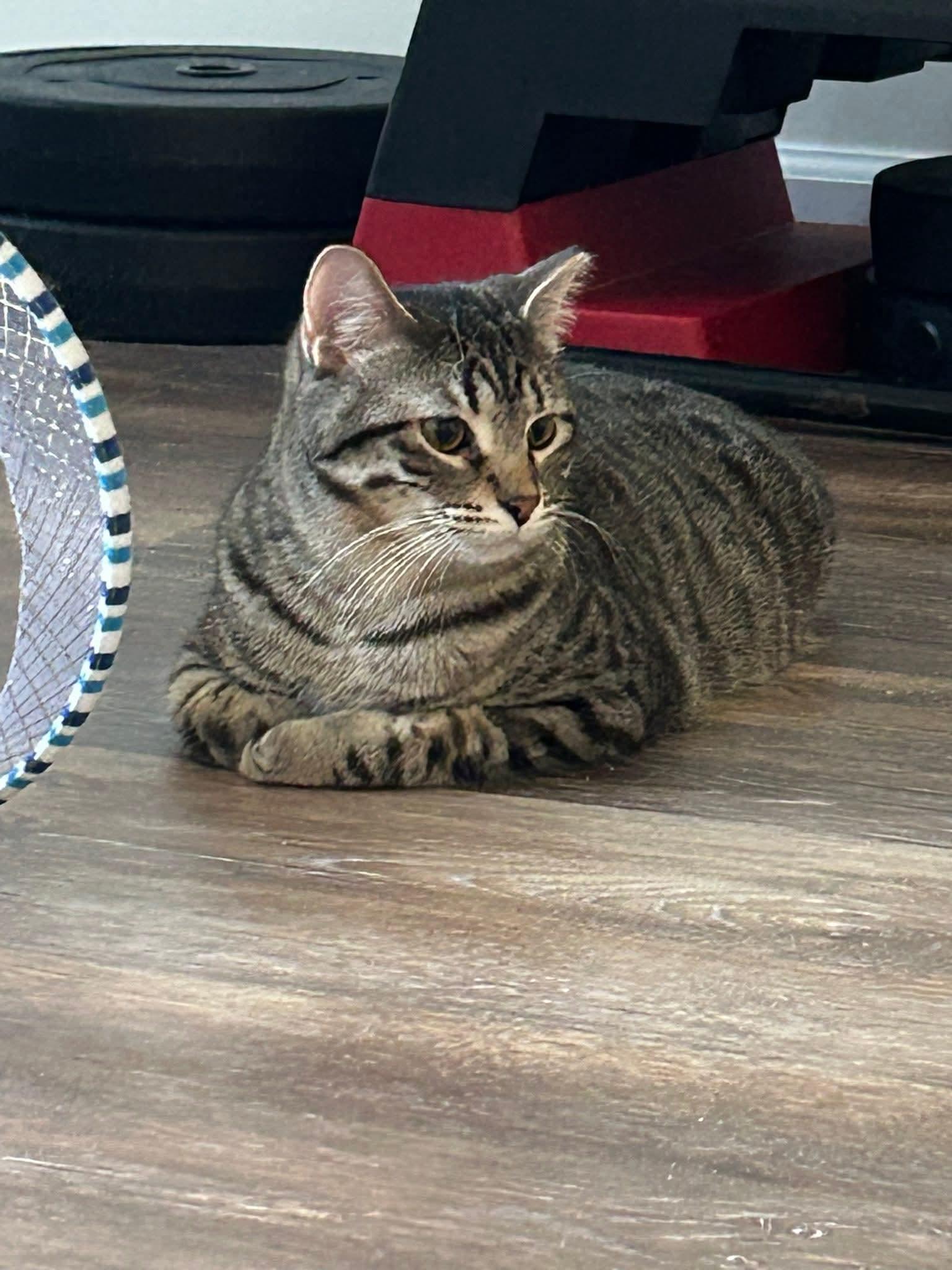 Enlarge Chandler, a ADOPTABLE Domestic Short Hair in Blue Springs, MO image 5/6