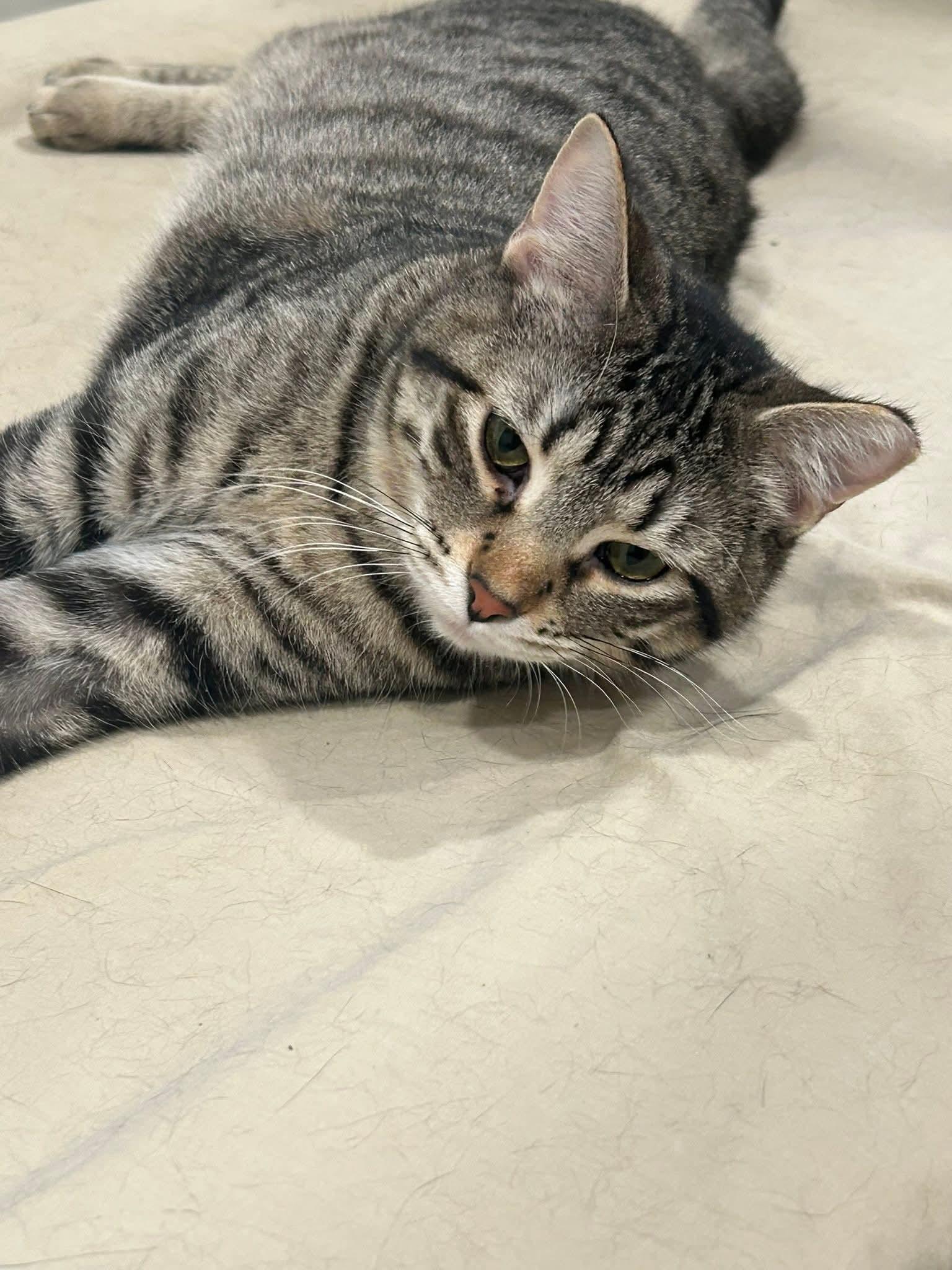 Enlarge Chandler, a ADOPTABLE Domestic Short Hair in Blue Springs, MO image 6/6