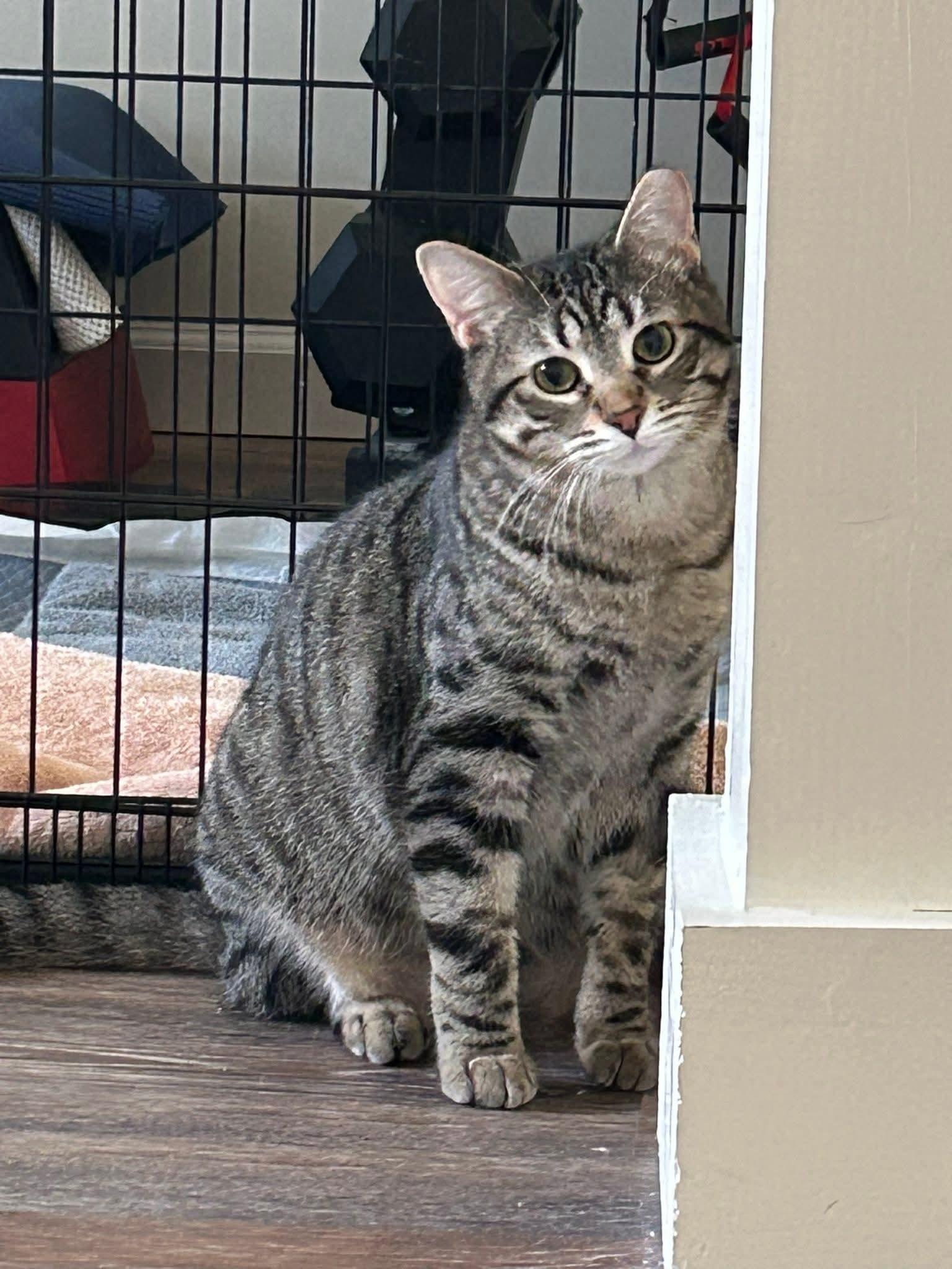 Chandler, ADOPTABLE, Young Male Domestic Short Hair.