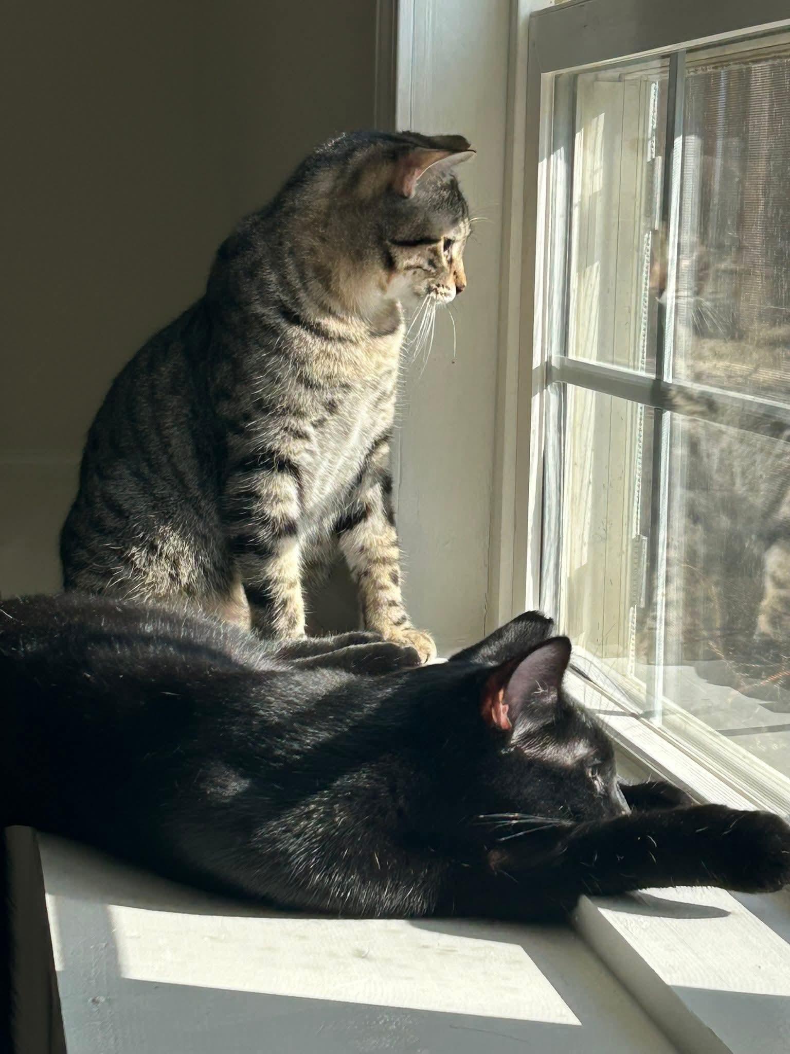 Enlarge Chandler, a ADOPTABLE Domestic Short Hair in Blue Springs, MO image 3/6