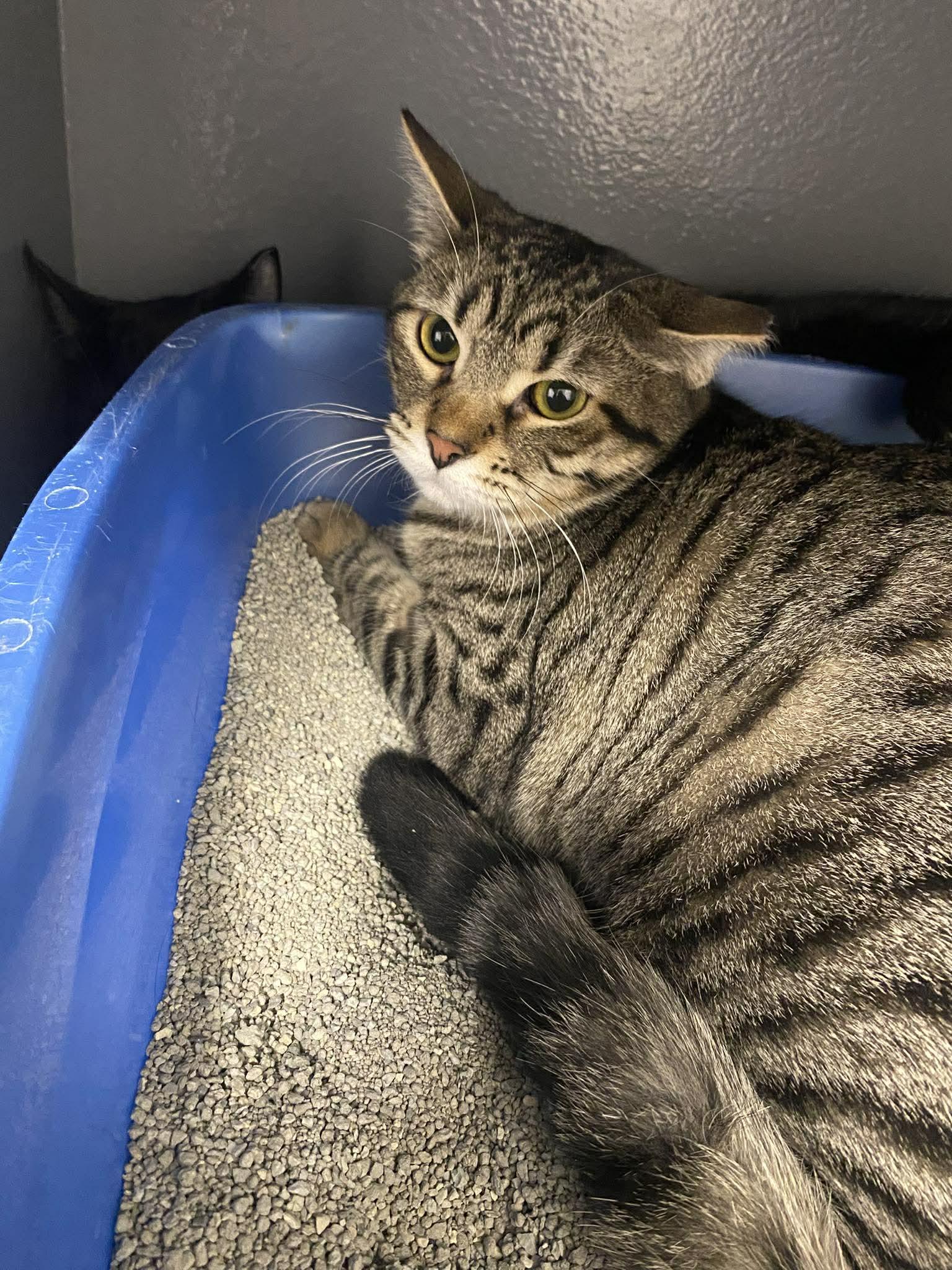 Chandler, ADOPTABLE, Young Male Domestic Short Hair.