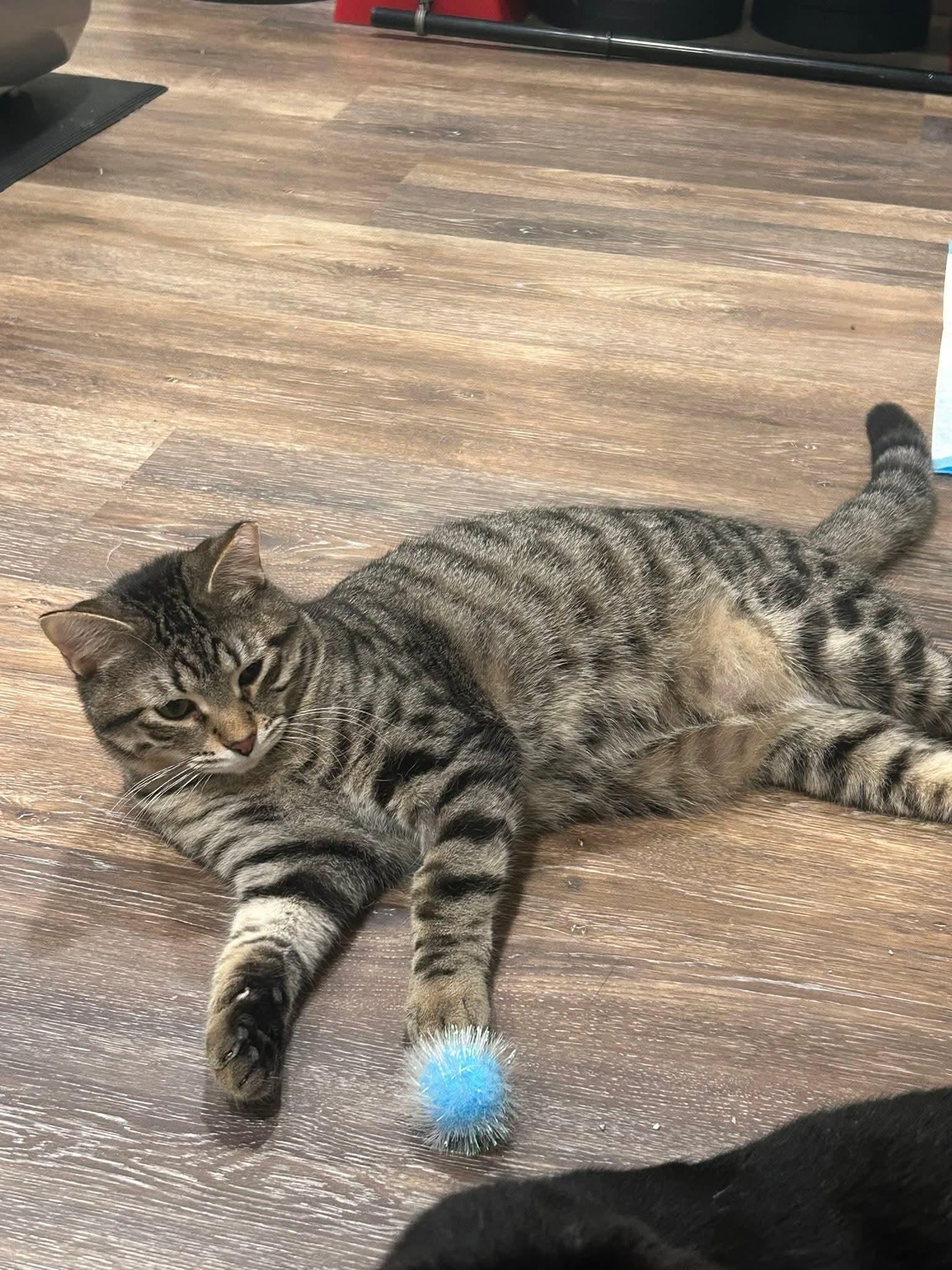 Enlarge Chandler, a ADOPTABLE Domestic Short Hair in Blue Springs, MO image 2/6