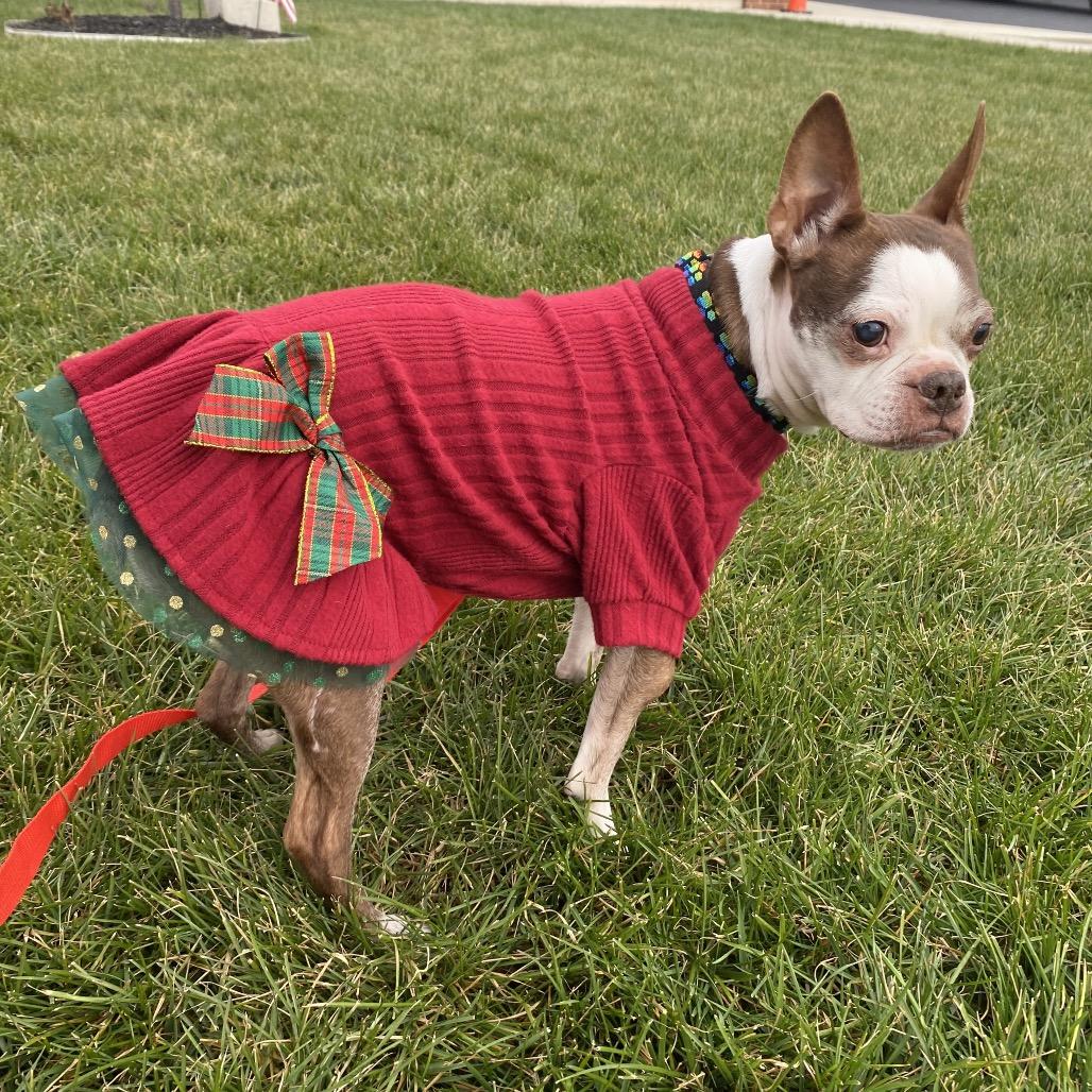 Enlarge Codi, a Adoptable Boston Terrier in Sinking Spring, PA image 1/6