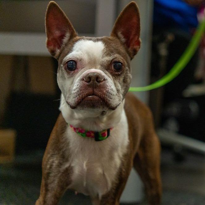 Codi, Adoptable, Senior Female Boston Terrier.