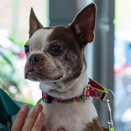 Enlarge Codi, a Adoptable Boston Terrier in Sinking Spring, PA image 4/6