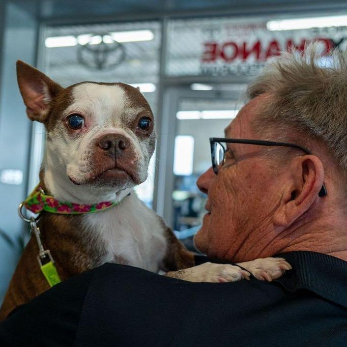 Enlarge Codi, a Adoptable Boston Terrier in Sinking Spring, PA image 5/6