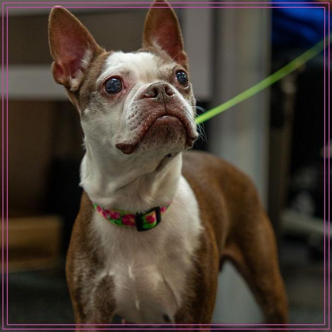 Enlarge Codi, a Adoptable Boston Terrier in Sinking Spring, PA image 6/6