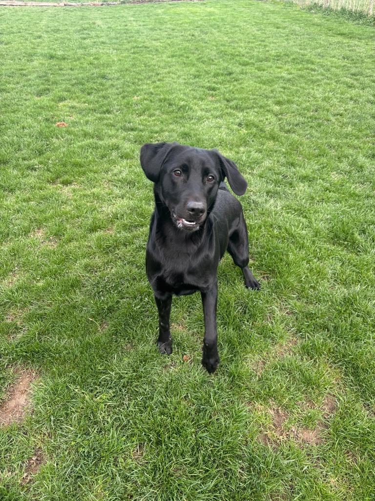 Enlarge Oakley, a Adopted Labrador Retriever in Findlay, OH image 1/6