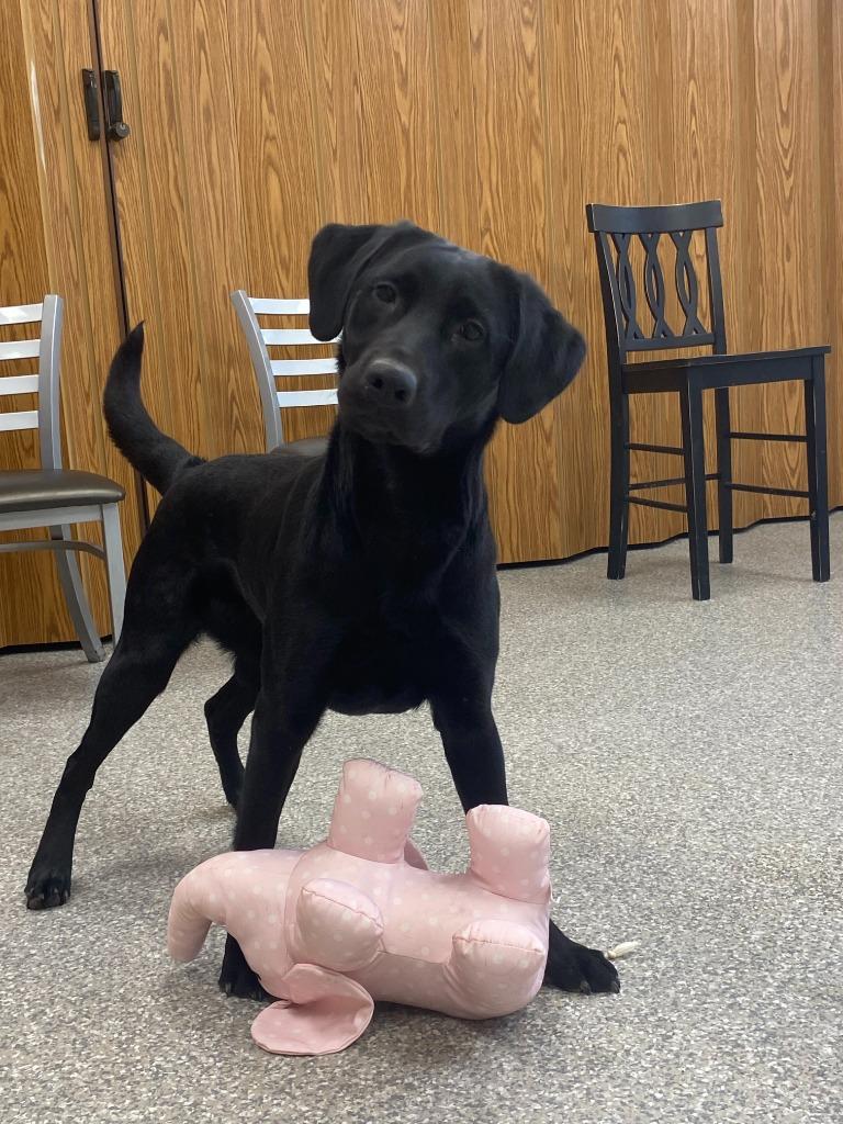 Enlarge Oakley, a Adopted Labrador Retriever in Findlay, OH image 2/6