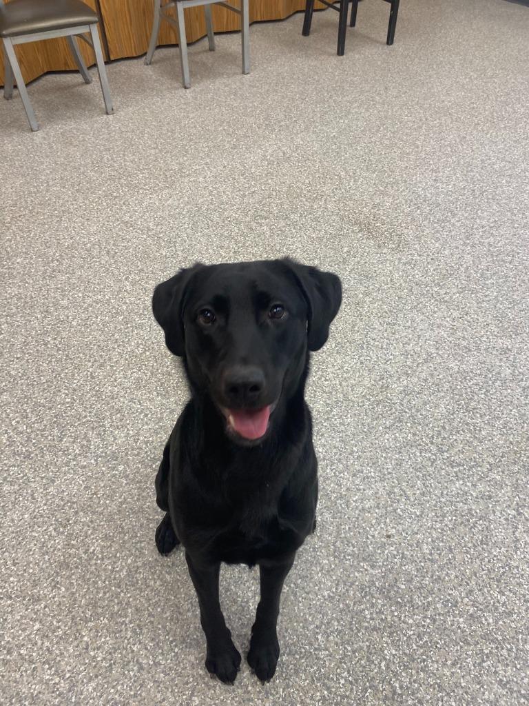Enlarge Oakley, a Adopted Labrador Retriever in Findlay, OH image 3/6