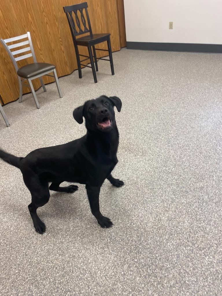 Enlarge Oakley, a Adopted Labrador Retriever in Findlay, OH image 4/6