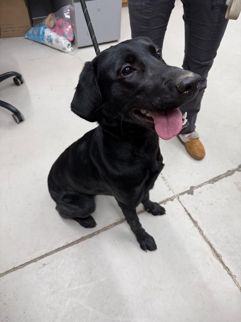 Enlarge Oakley, a Adopted Labrador Retriever in Findlay, OH image 5/6