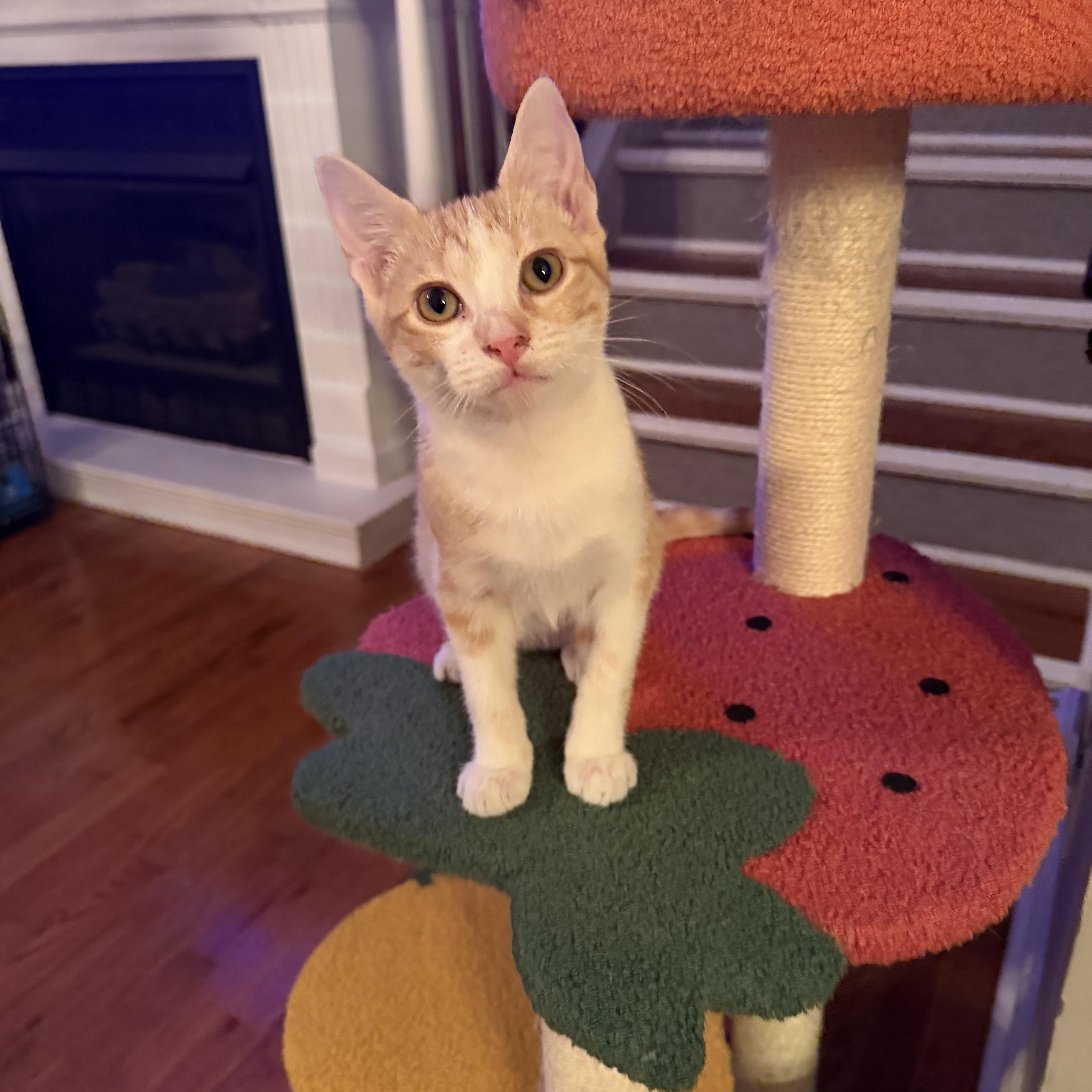 Chester, Adoptable, Kitten Female Domestic Short Hair.