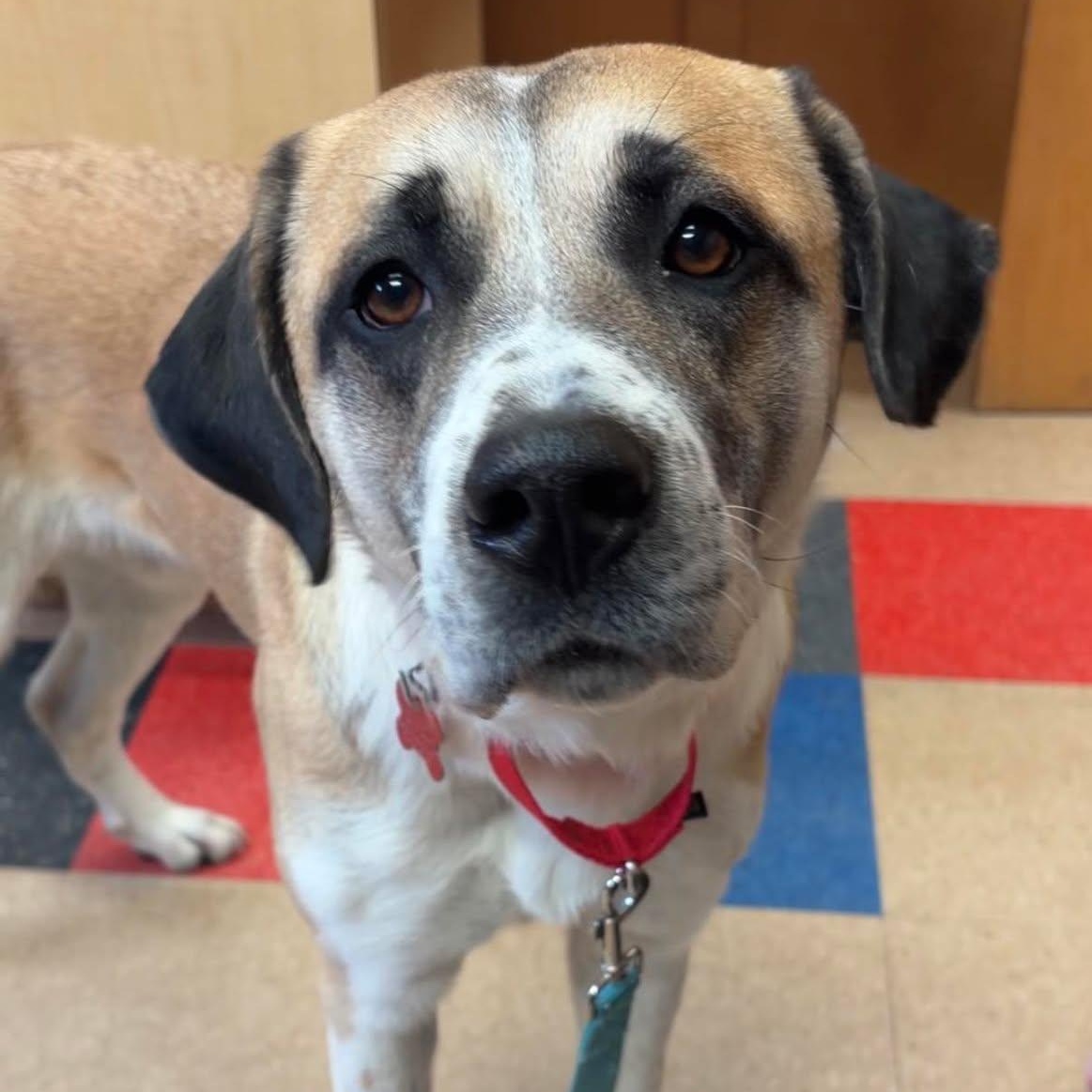 Cookie, adopted, Adult Female Great Pyrenees.