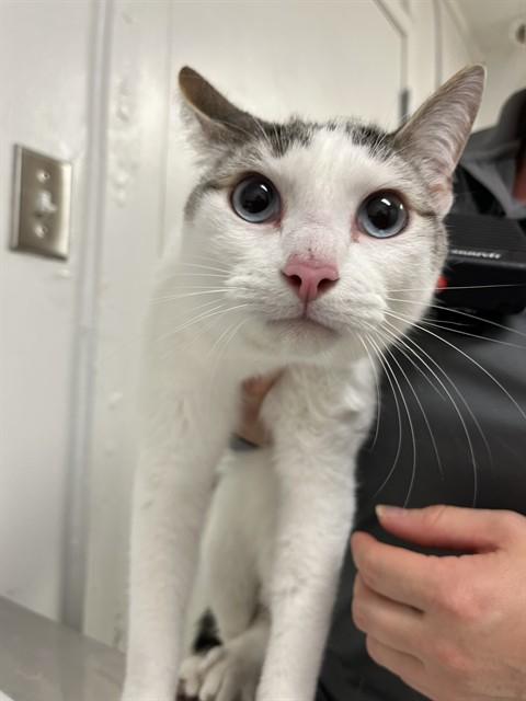 TOBY, Adoptable, Young Male Domestic Short Hair.