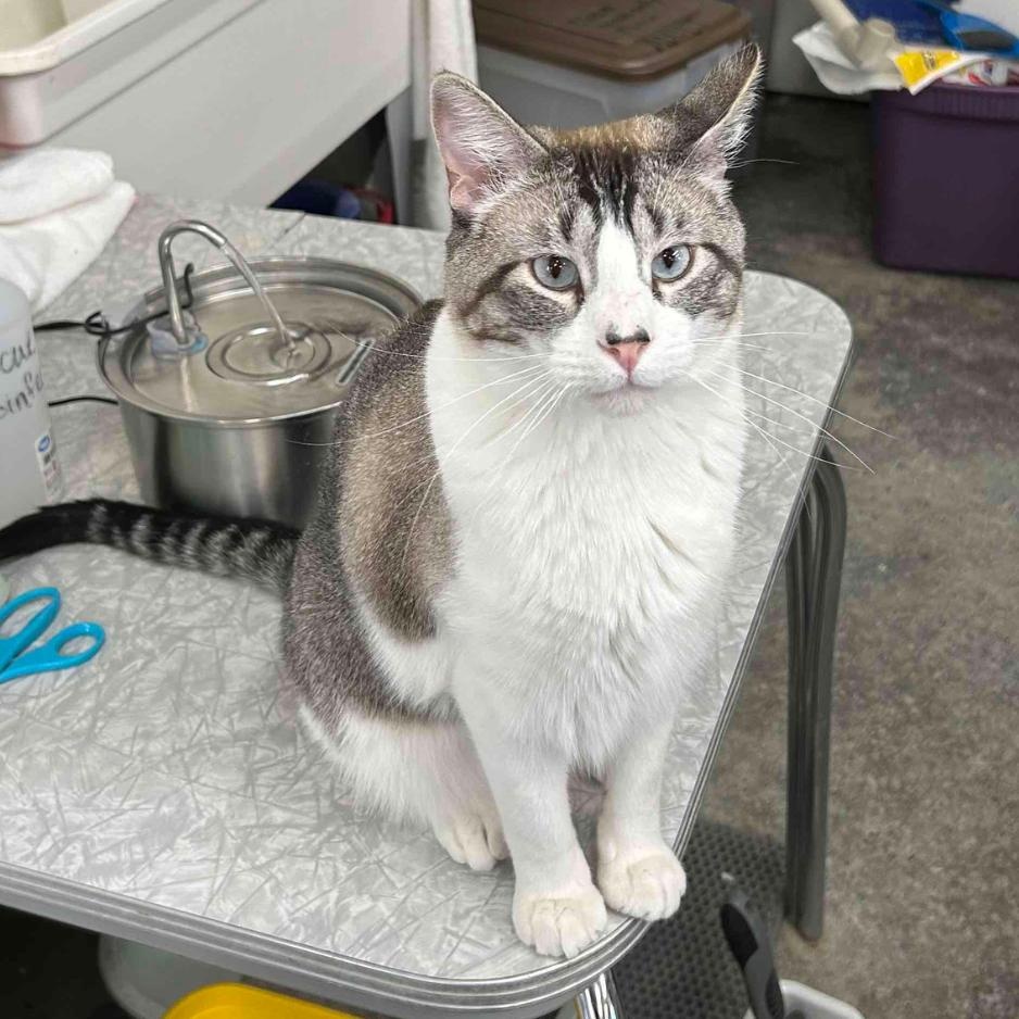 Phineas, adoptable, Adult Male Siamese.