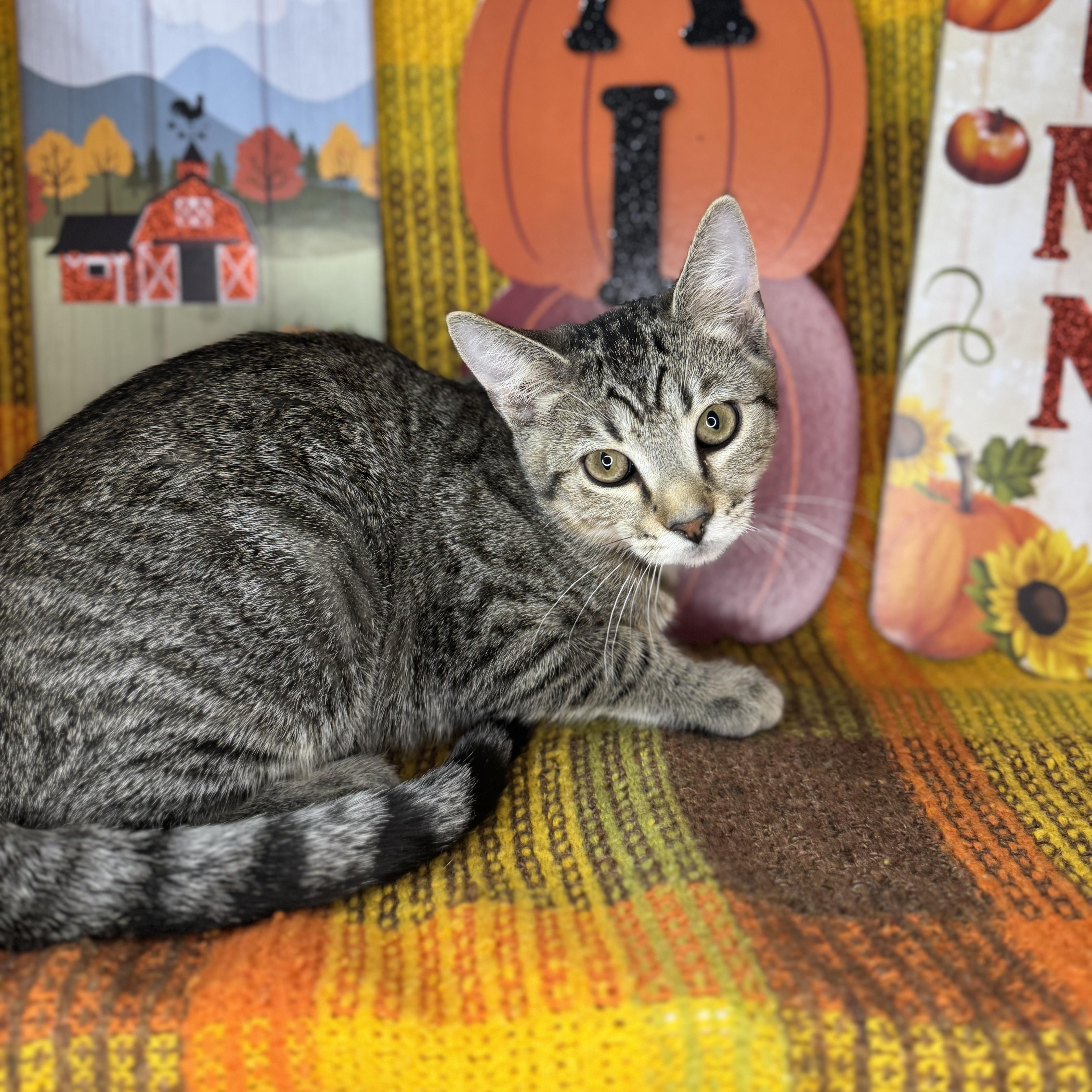 Enlarge Flint, a Adoptable mixed breed in Mount Vernon, IL image 6/6