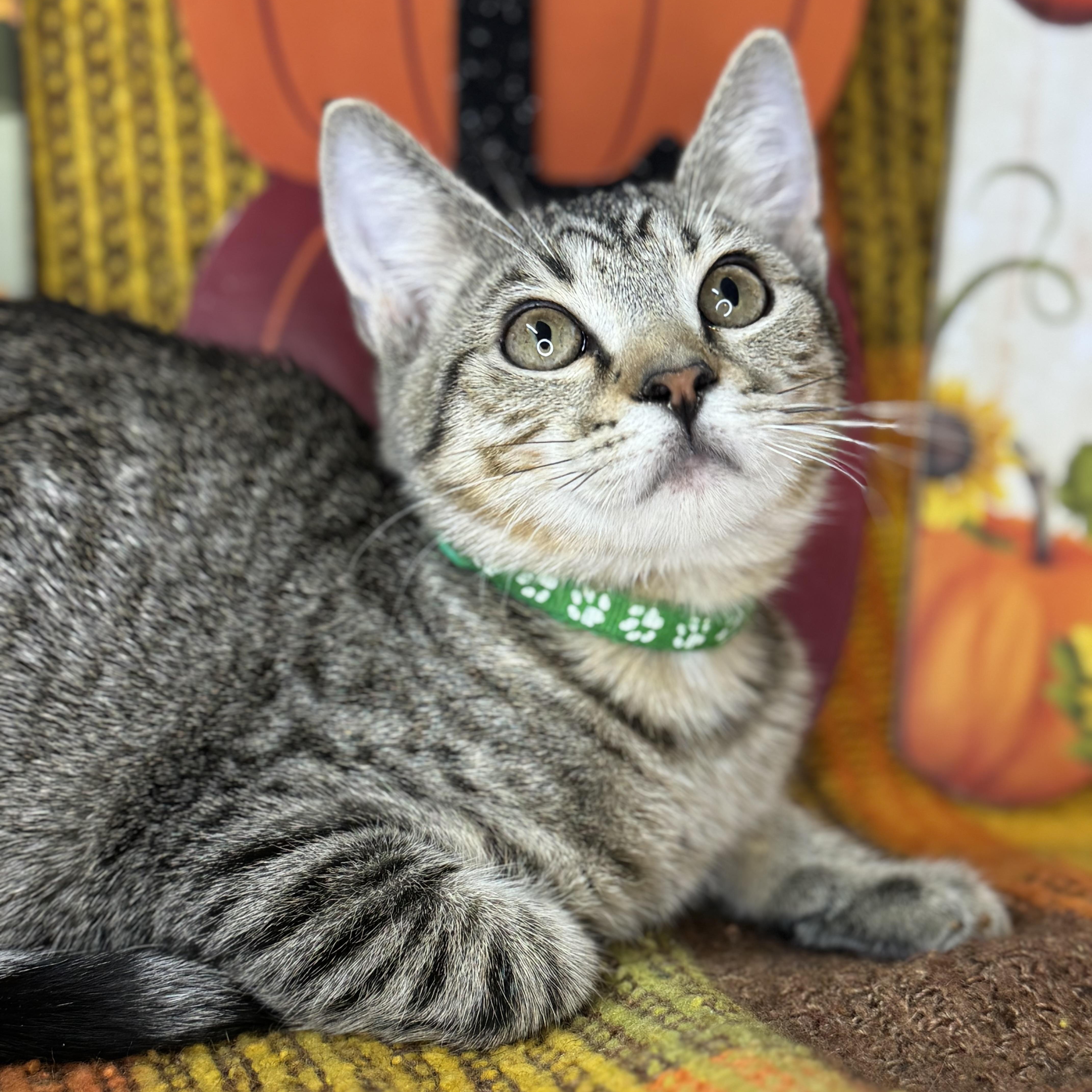 Enlarge Flint, a Adoptable mixed breed in Mount Vernon, IL image 3/6