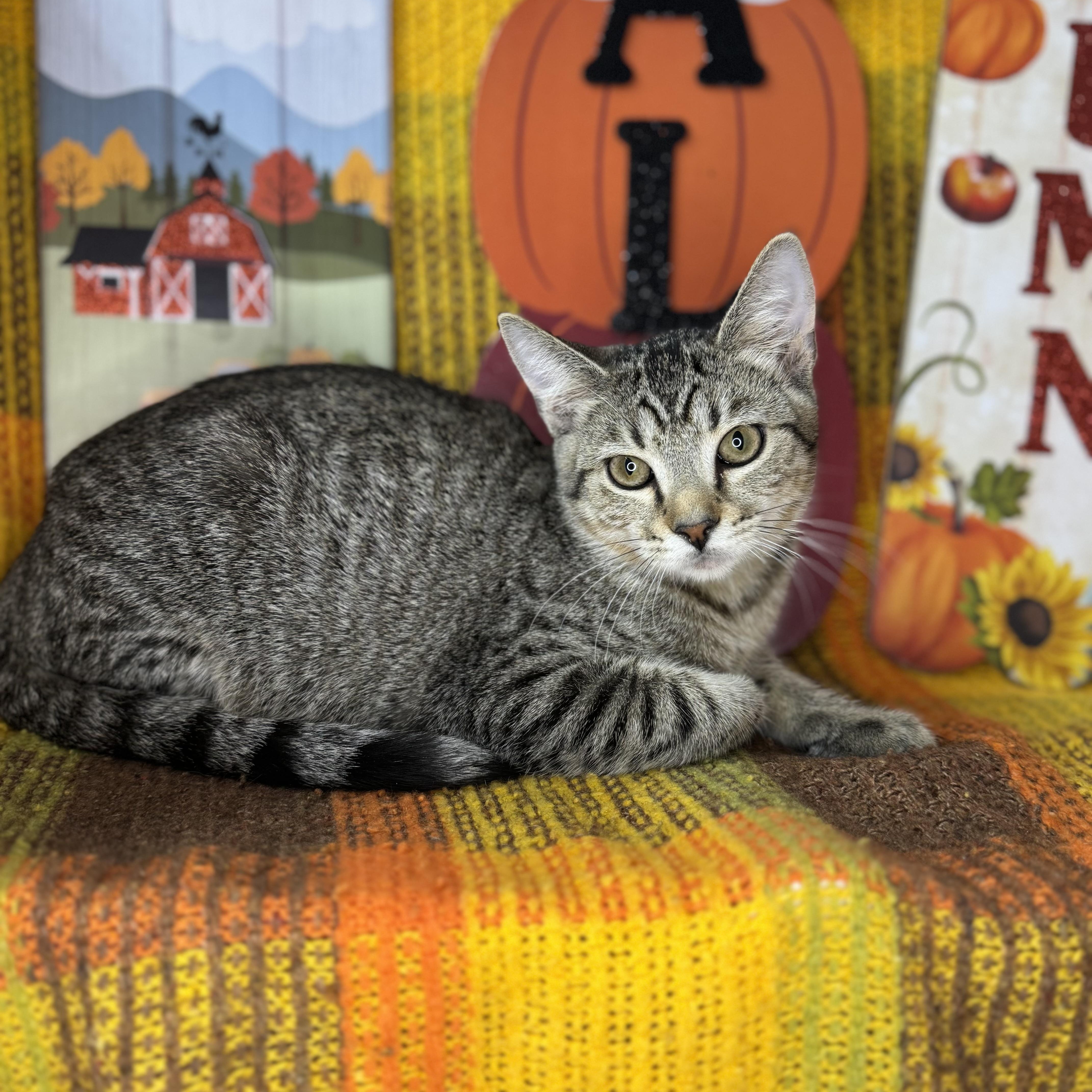 Enlarge Flint, a Adoptable mixed breed in Mount Vernon, IL image 5/6