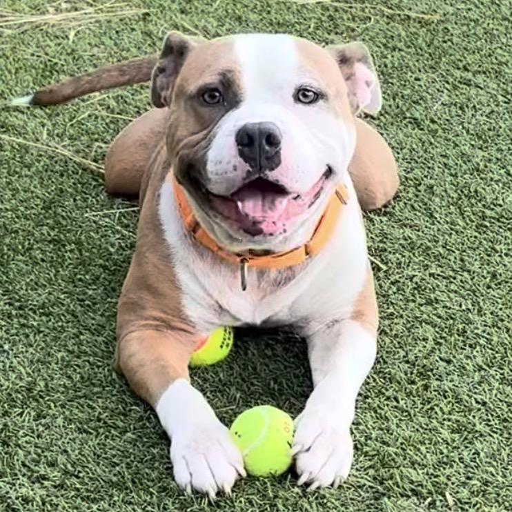 Pooh Bear, Adoptable, Adult Male Pit Bull Terrier & Mixed Breed.