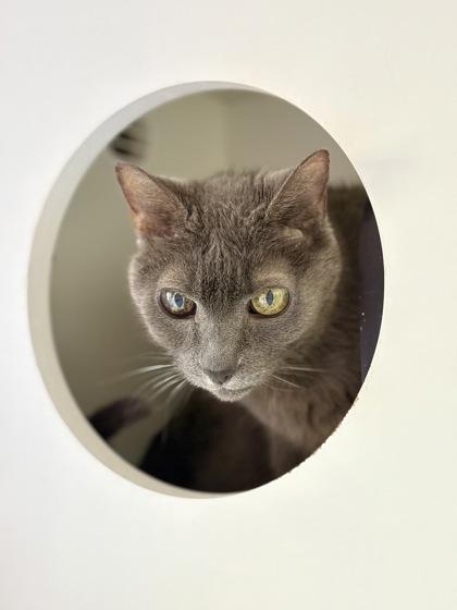 Sasha, Adoptable, Adult Female Domestic Short Hair & Domestic Short Hair.