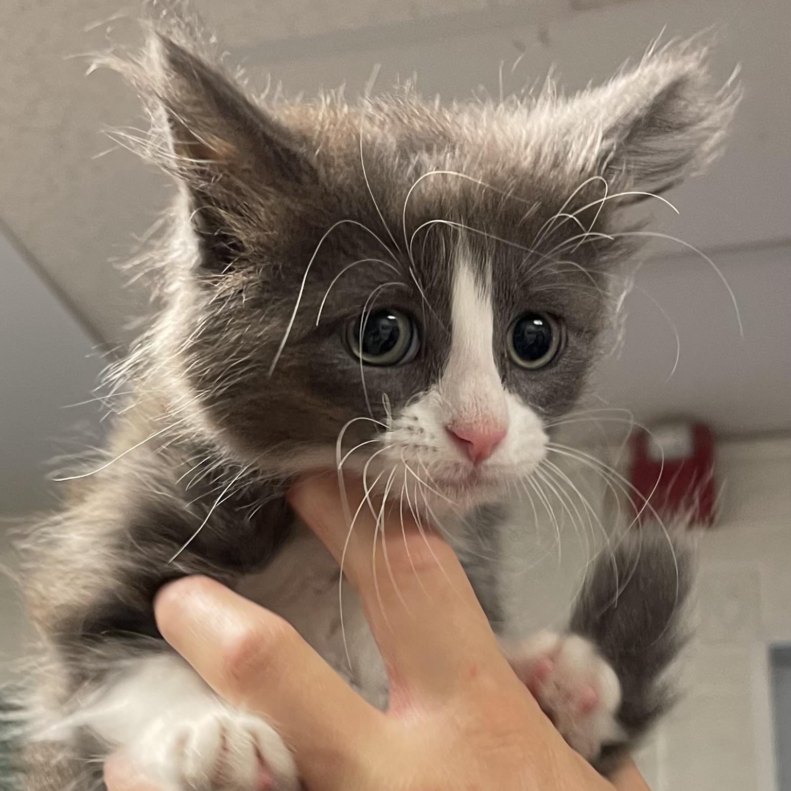 Enlarge Glitter, a Adoptable American Shorthair in North Kingstown, RI image 3/5