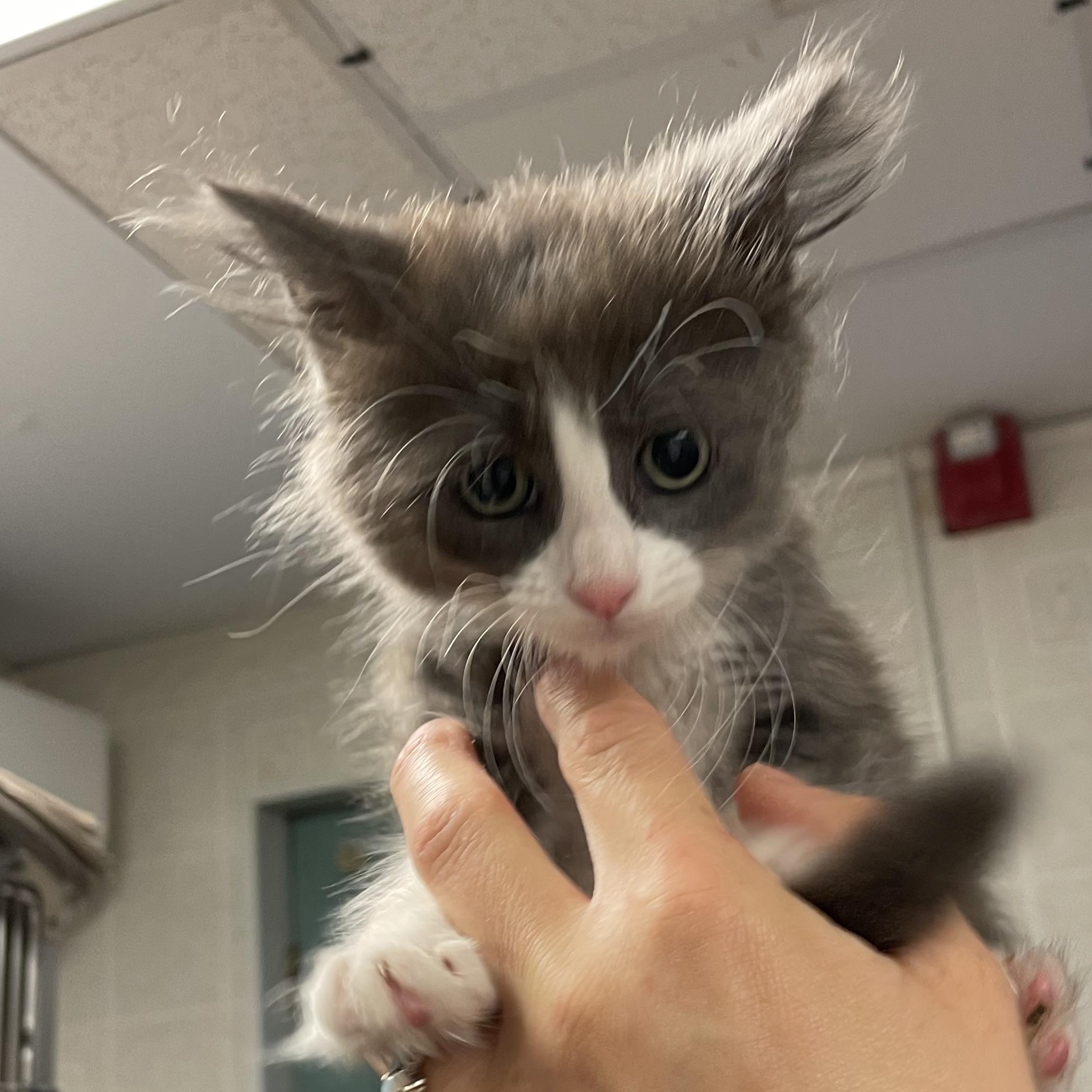 Enlarge Glitter, a Adoptable American Shorthair in North Kingstown, RI image 5/5