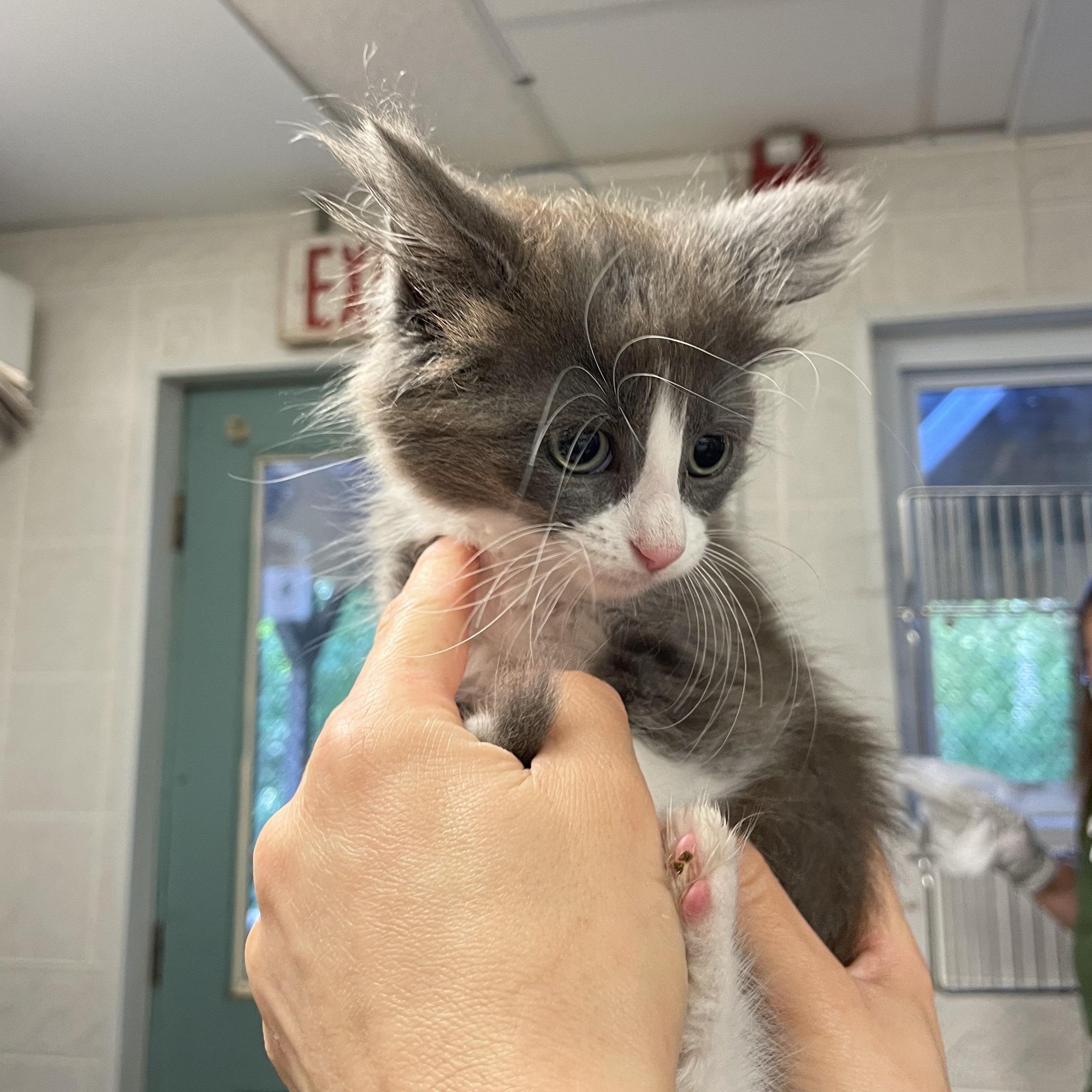 Enlarge Glitter, a Adoptable American Shorthair in North Kingstown, RI image 4/5