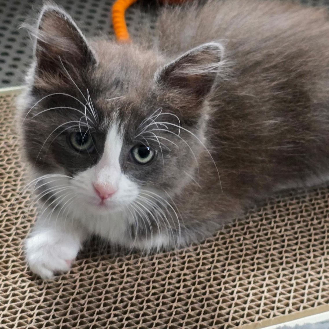 Enlarge Glitter, a Adoptable American Shorthair in North Kingstown, RI image 2/5