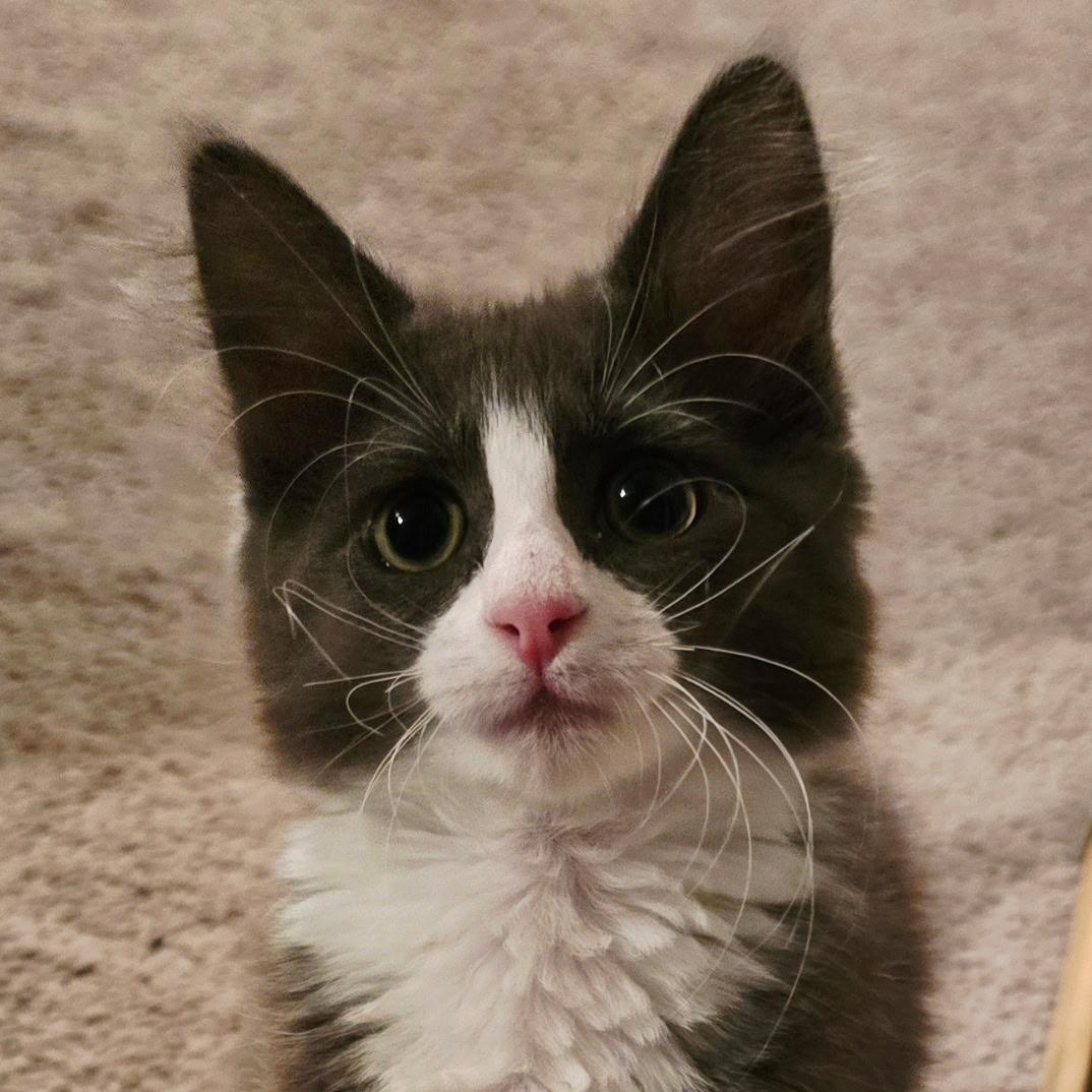Enlarge Glitter, a Adoptable American Shorthair in North Kingstown, RI image 1/5
